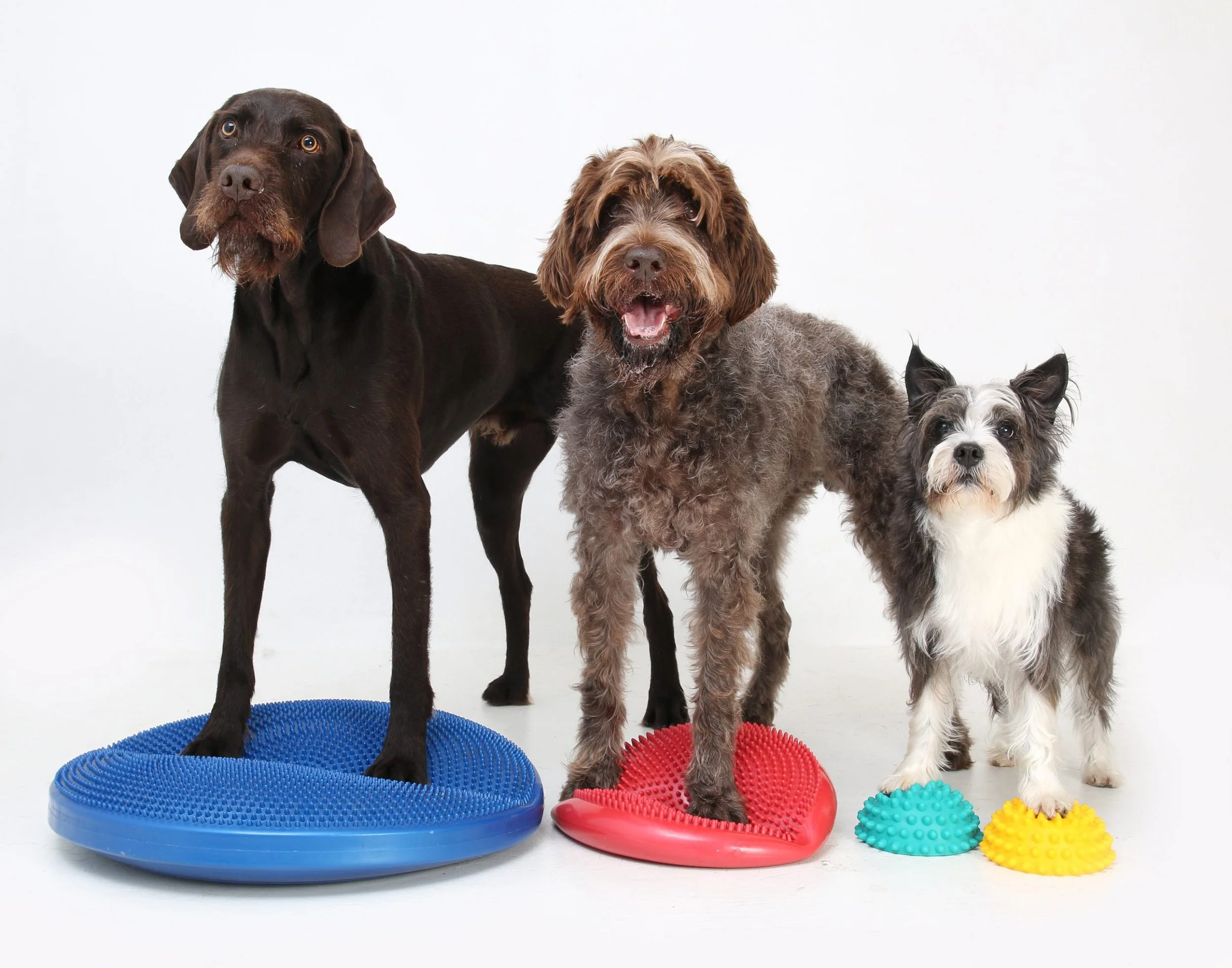 Three dogs standing on textured disc-shaped balance pads, surrounded by colorful spiky rubber balls, with a plain white background working on their strength and balance.