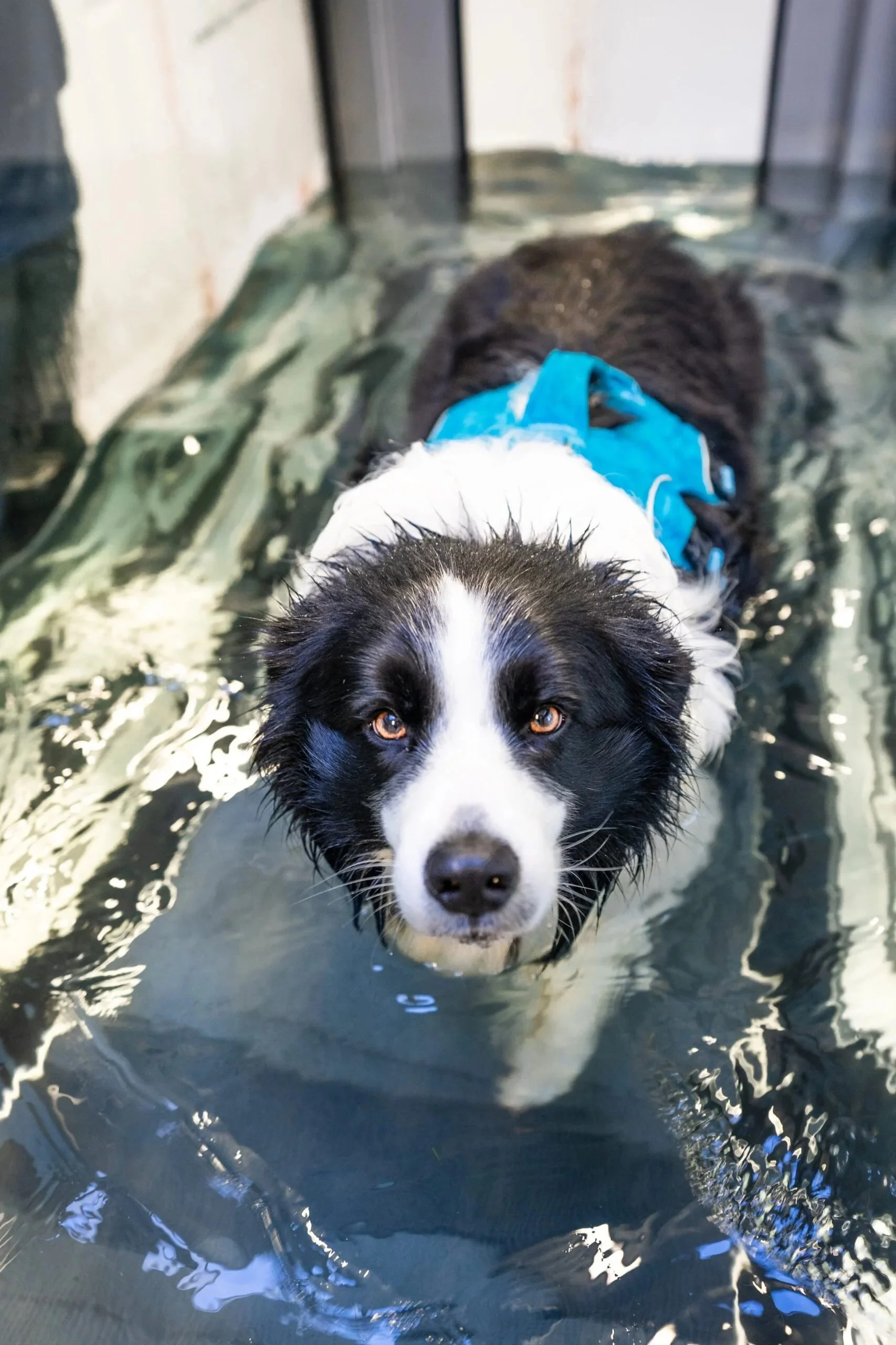 A black and white dog with brown eyes walking in an underwatertreadmill, wearing a blue life jacket. He is enjoying his water therapy as the water unweights his joints and provides gentle, comfort strength, range of motions and conditioning.