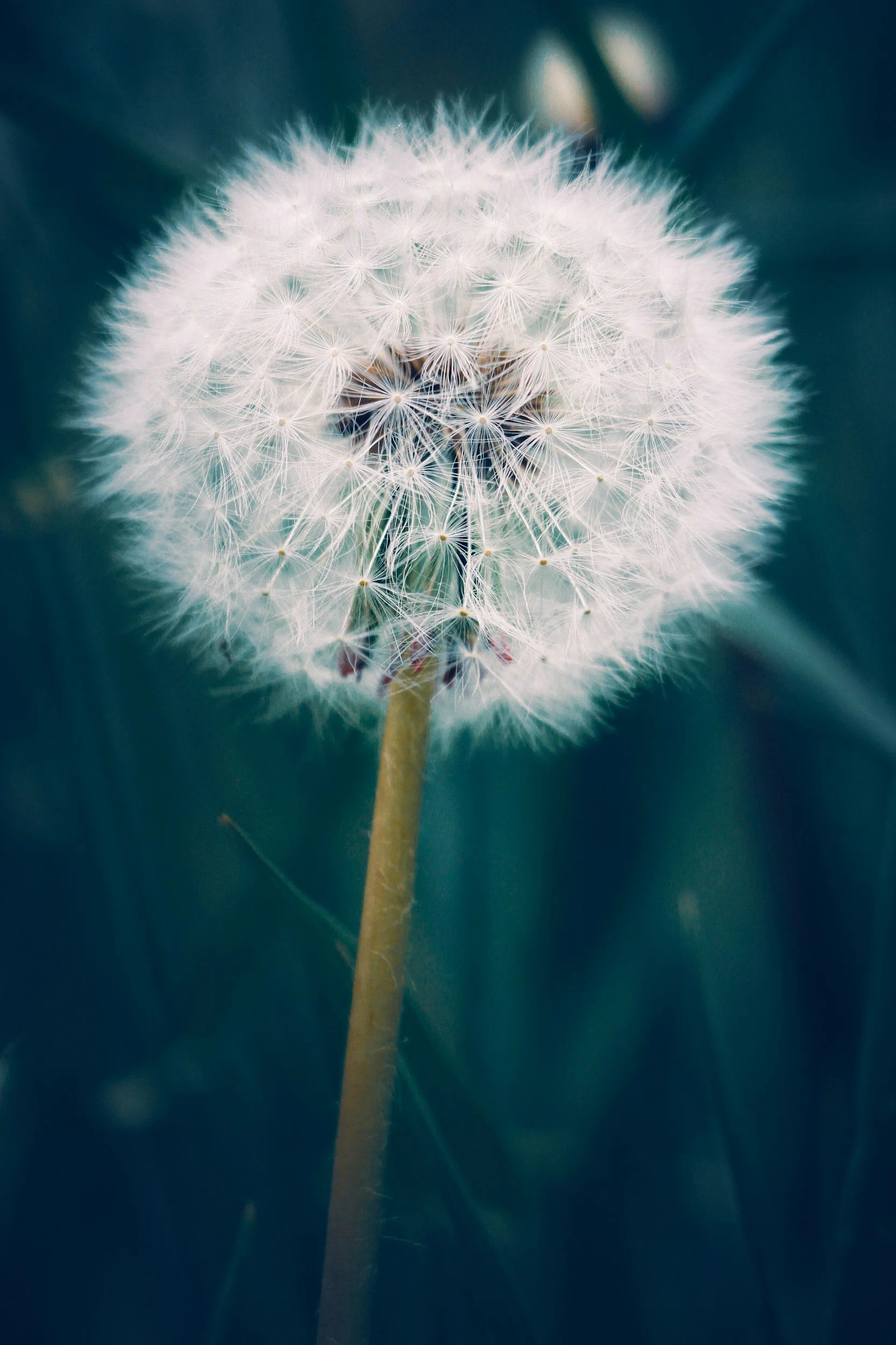 Close-up of a dandelion seed head against a blurred dark background.