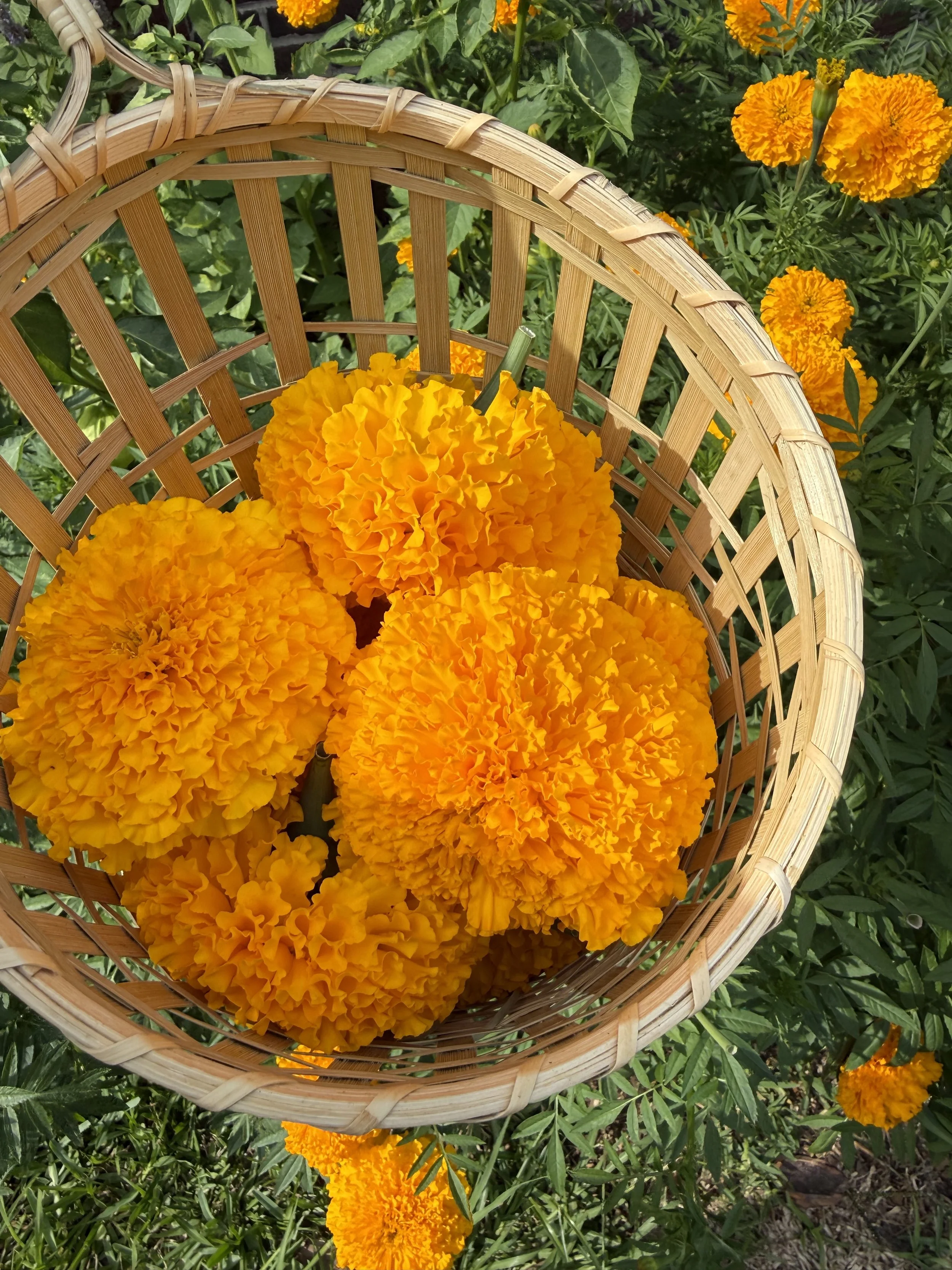 Marigolds in a basket
