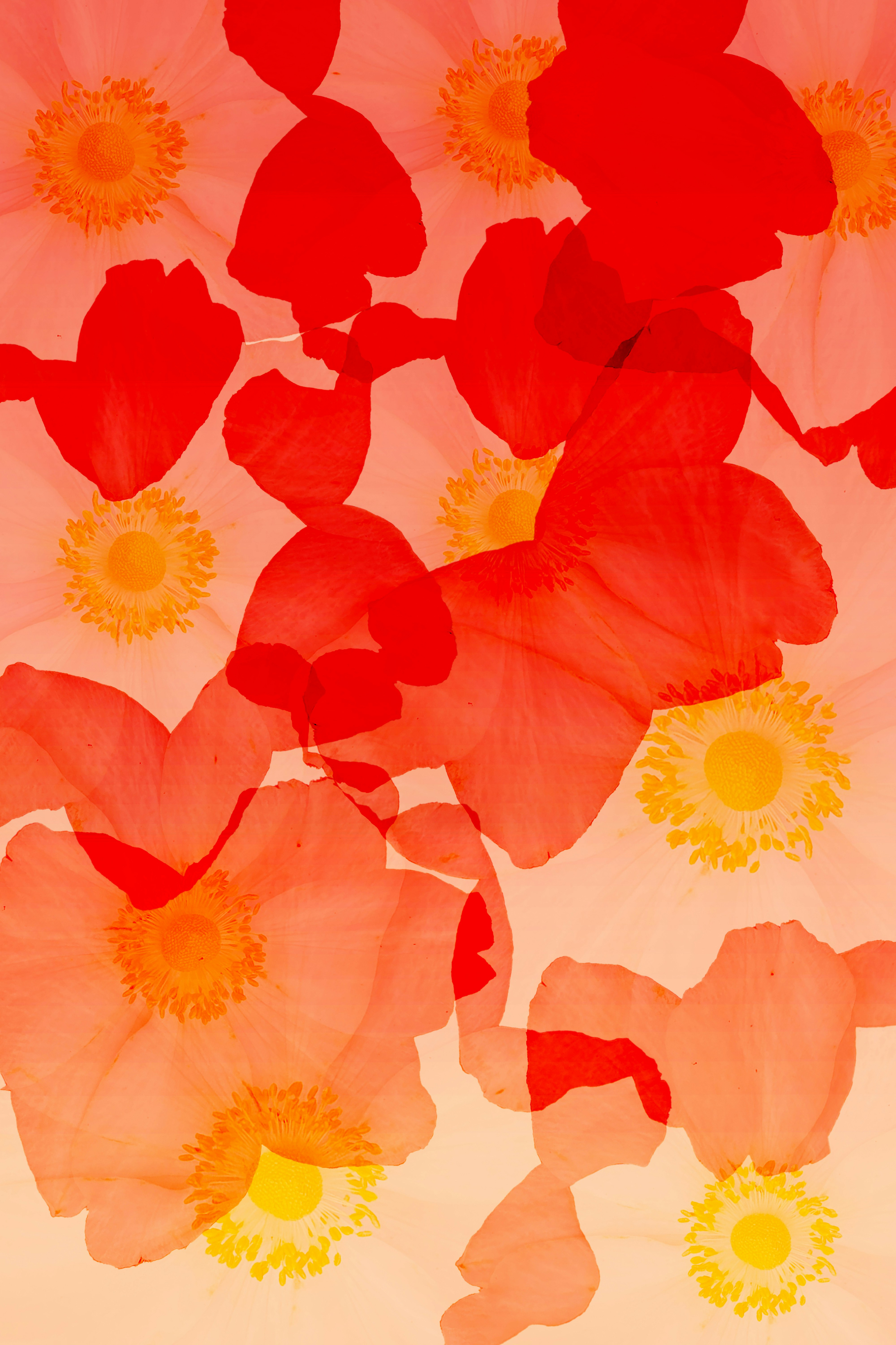 Abstract red and coral poppy flowers with bright yellow centres layered over a soft peach background.