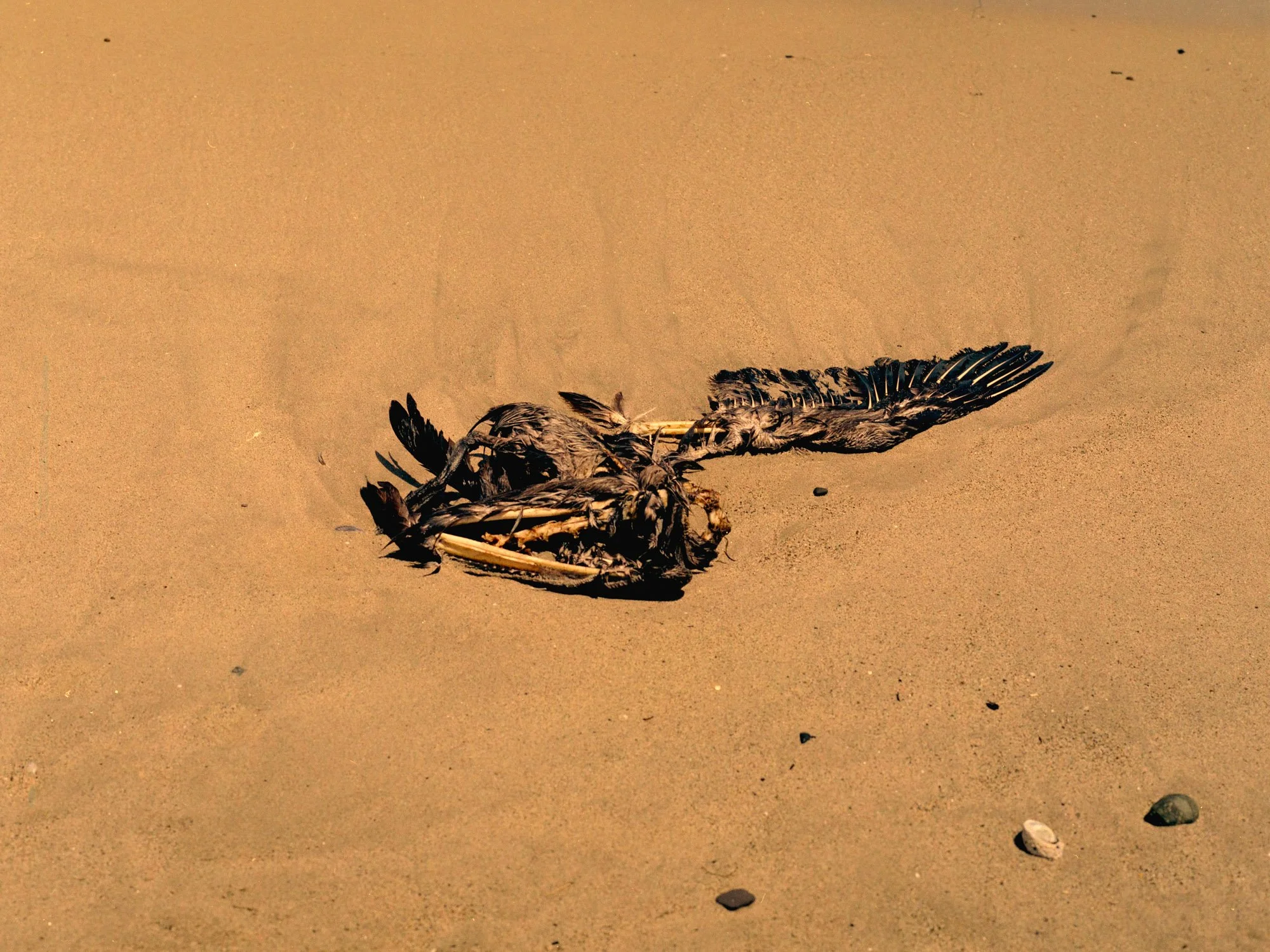 2026-06-05-malibu-9.jpg