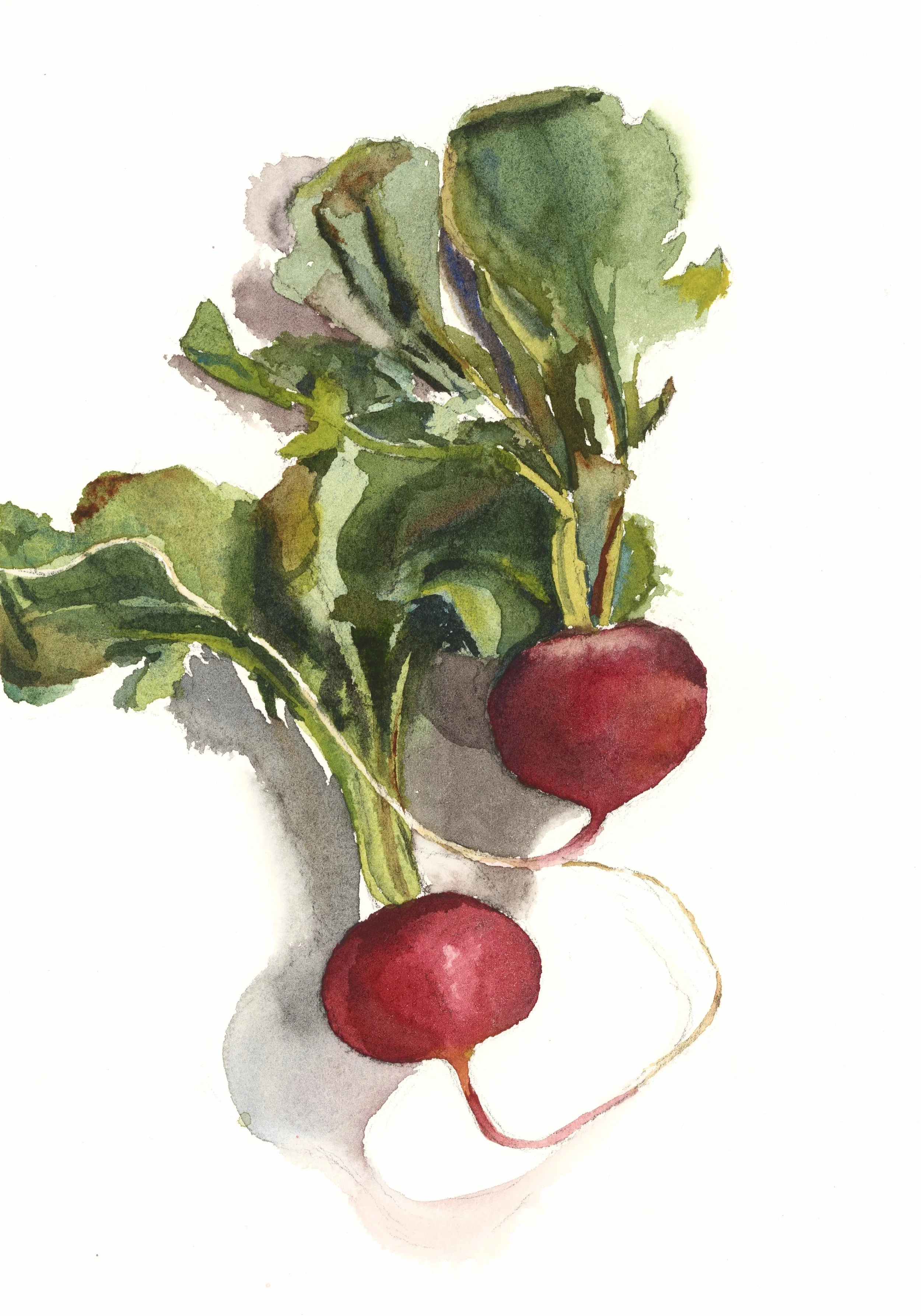 Radishes