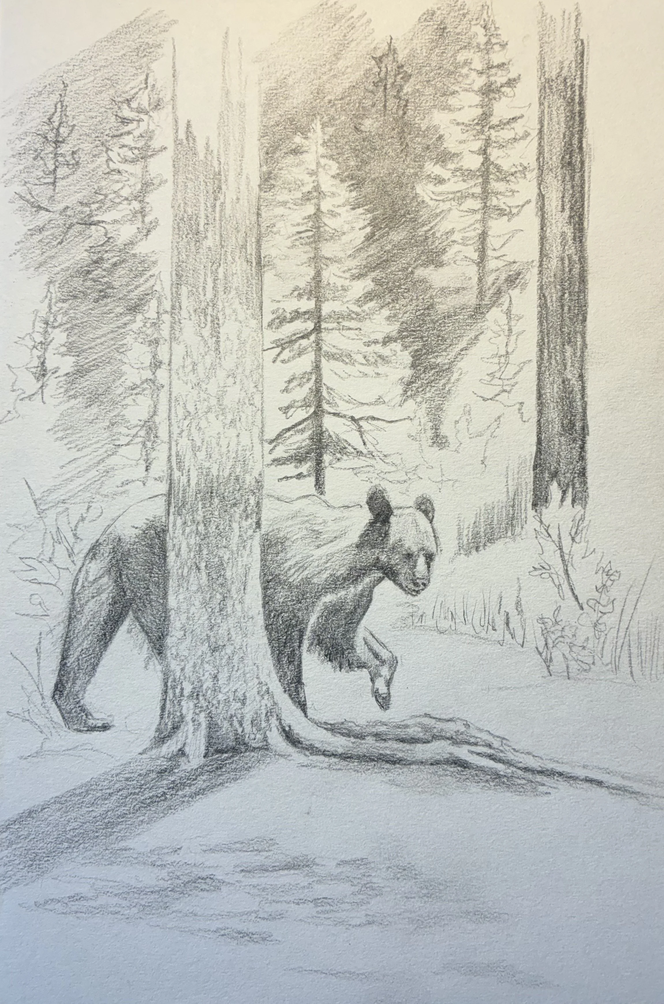“Bear Crossing”