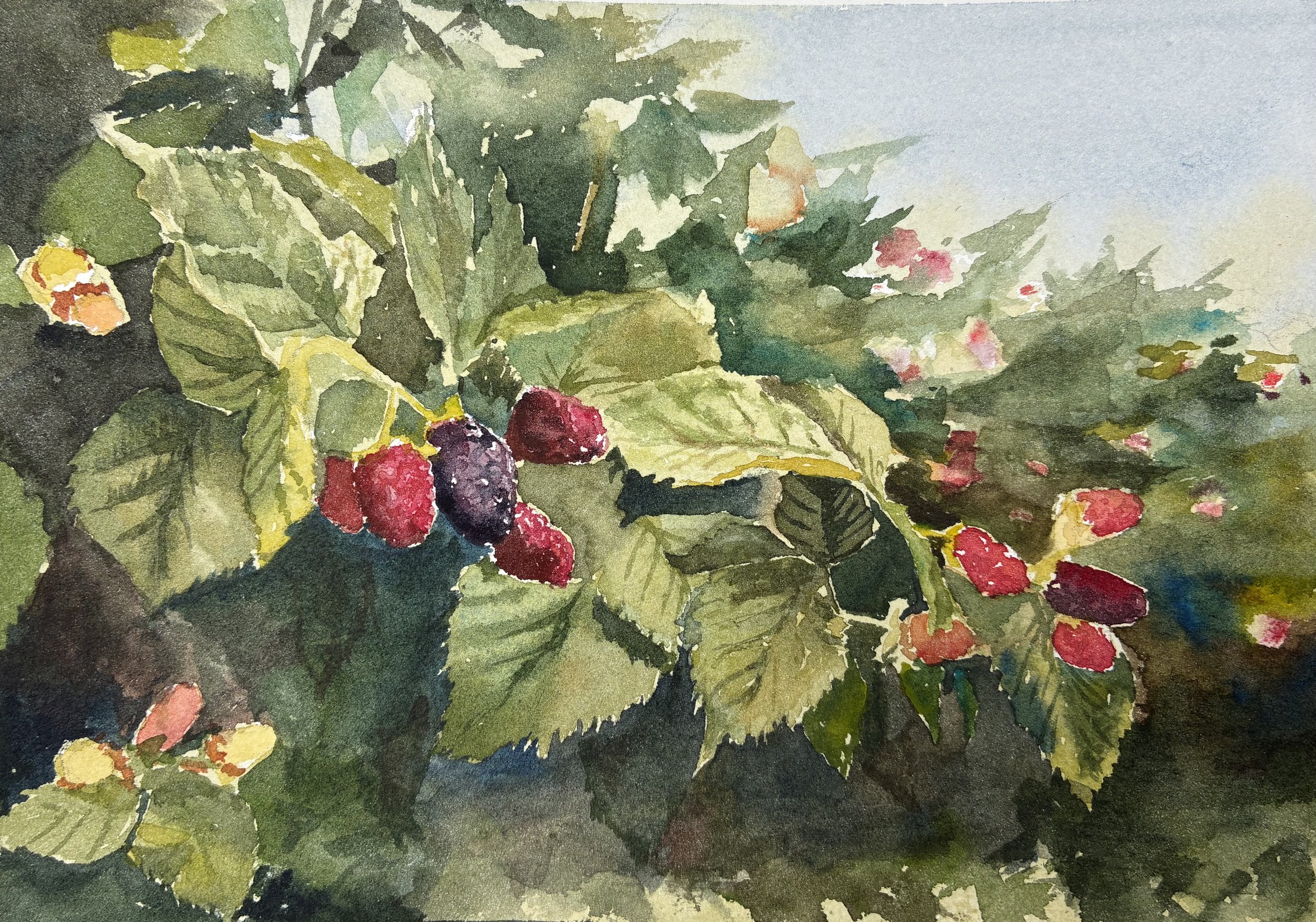 Blackberry Bush.jpeg