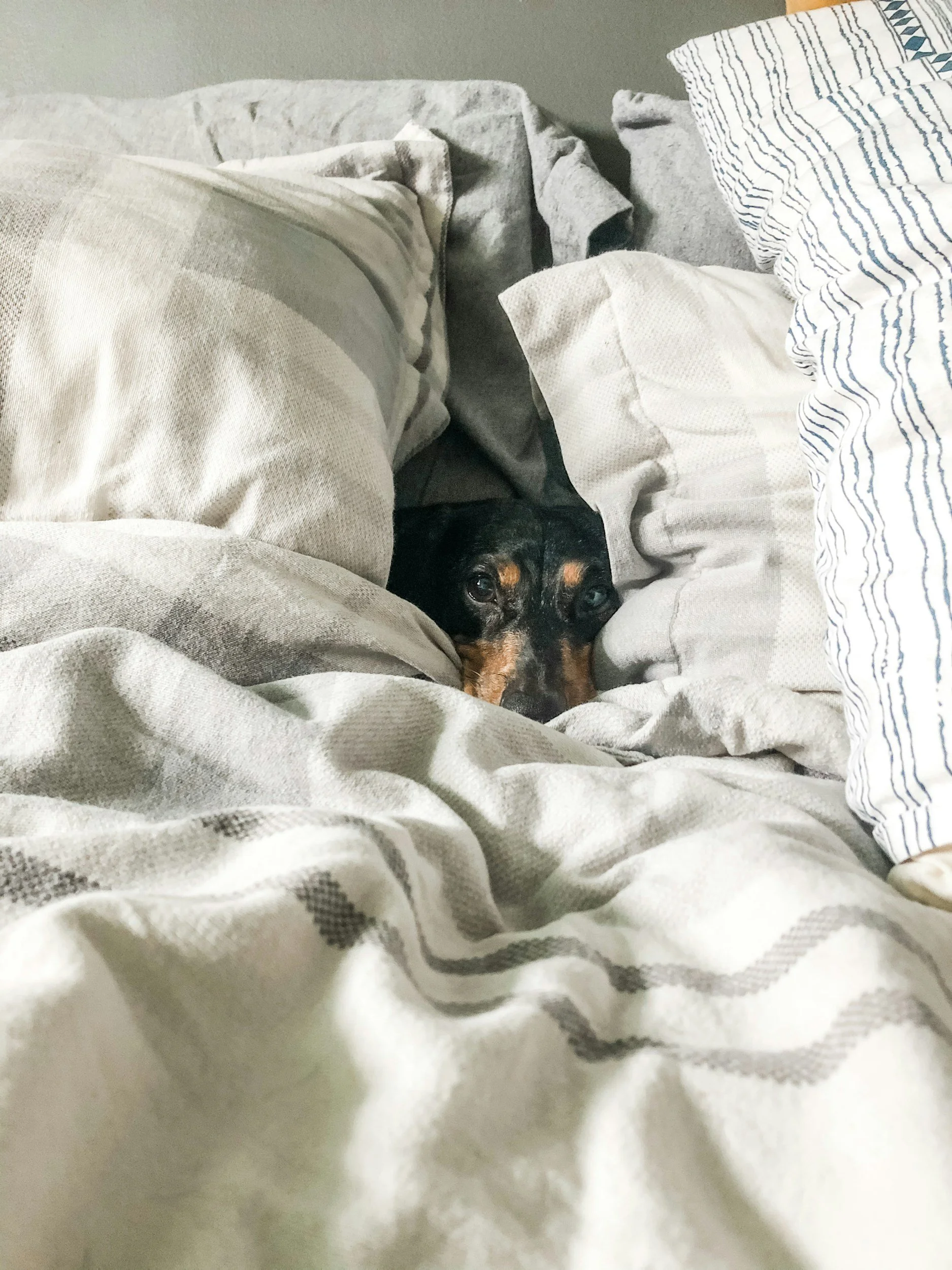 dog surrounded by pillows and sheets