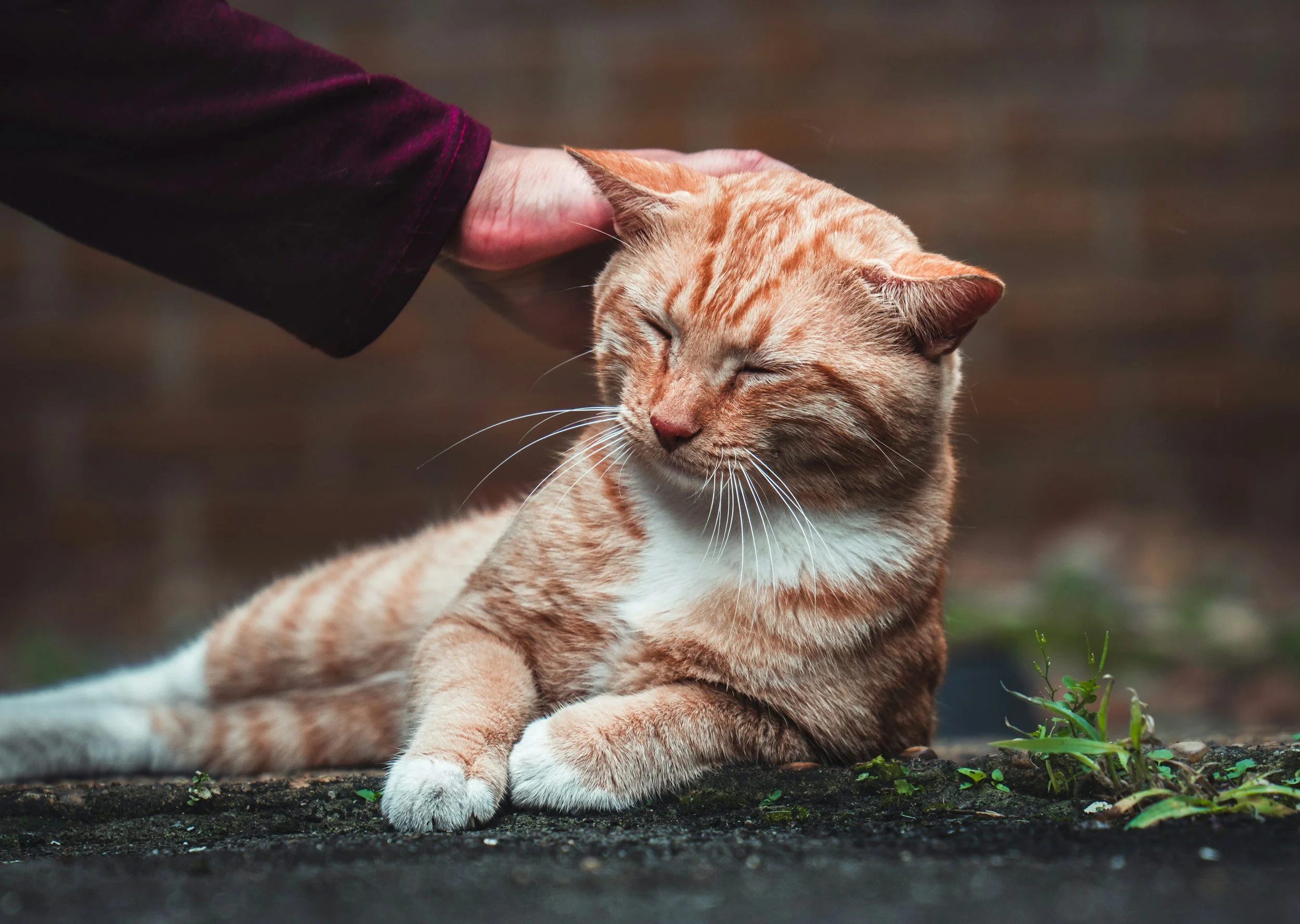 orange cat being petted