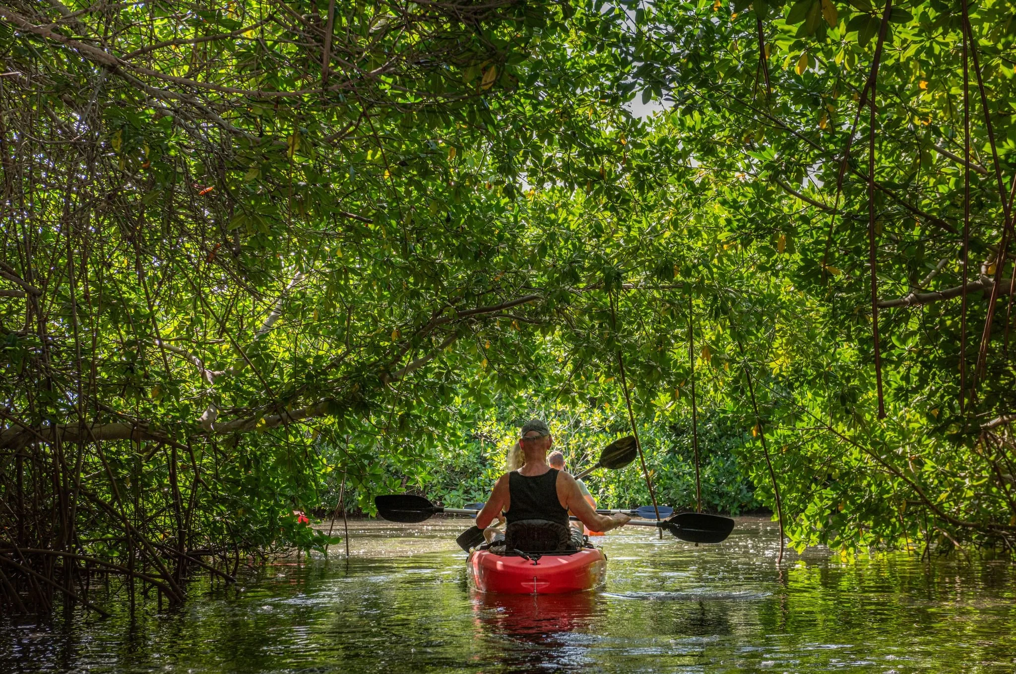 Woman kayaking through a lush, green mangrove tunnel on calm water.