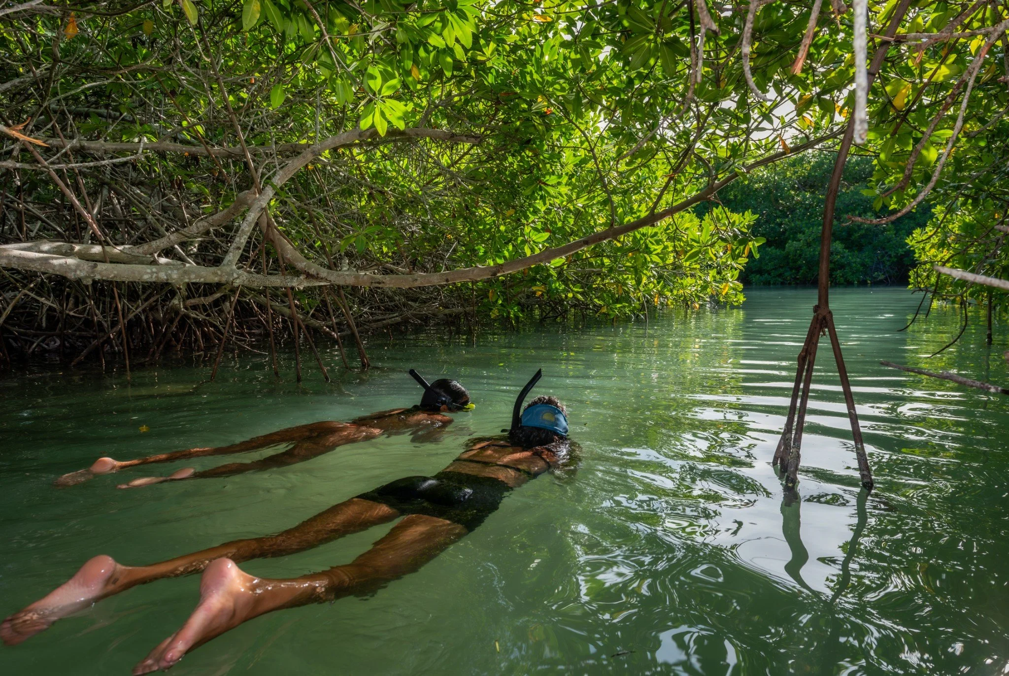 Two people snorkeling in a waterway surrounded by dense green mangrove trees.