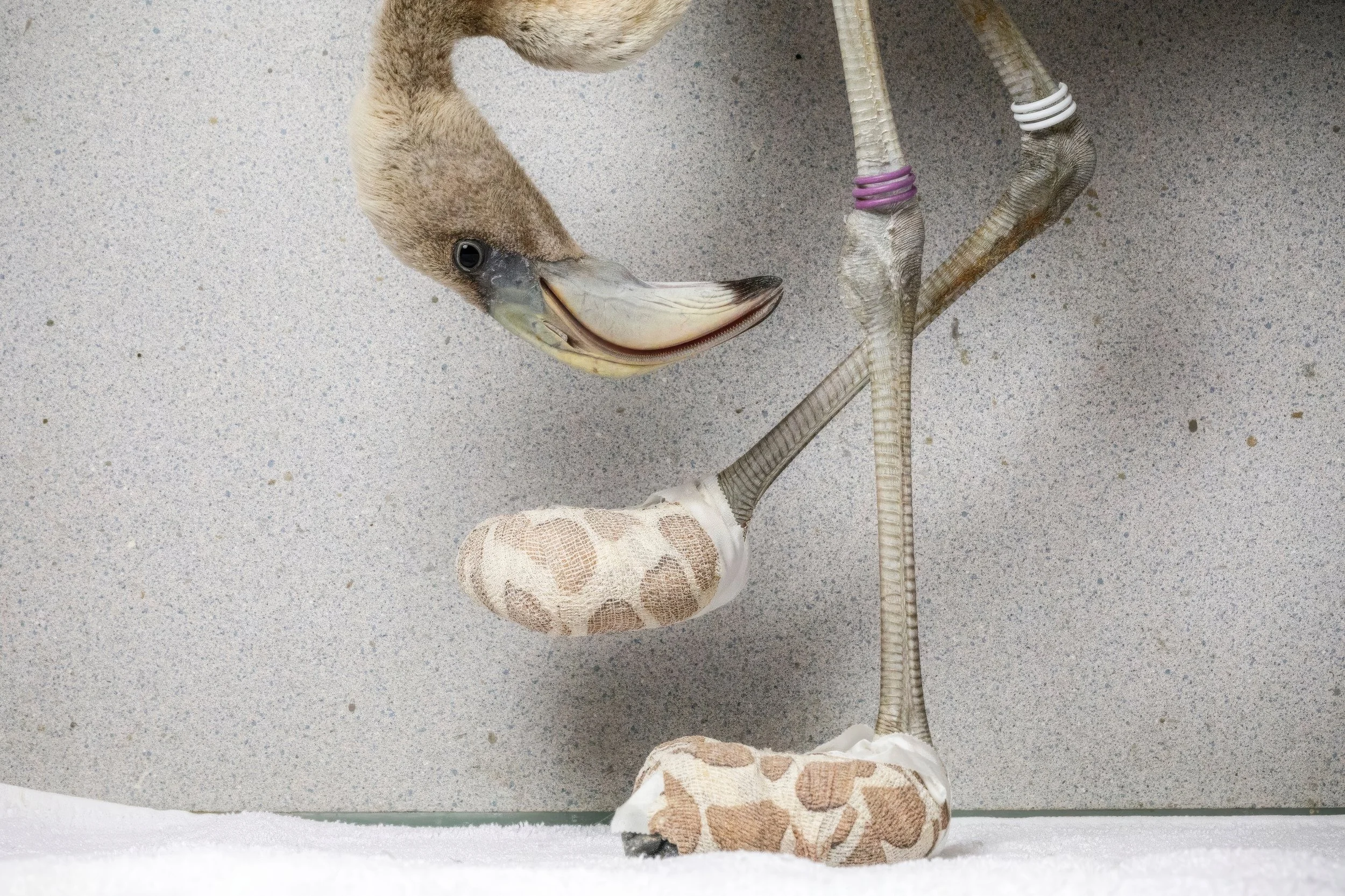 A stuffed flamingo with socks on its feet, standing on a white surface against a gray background.