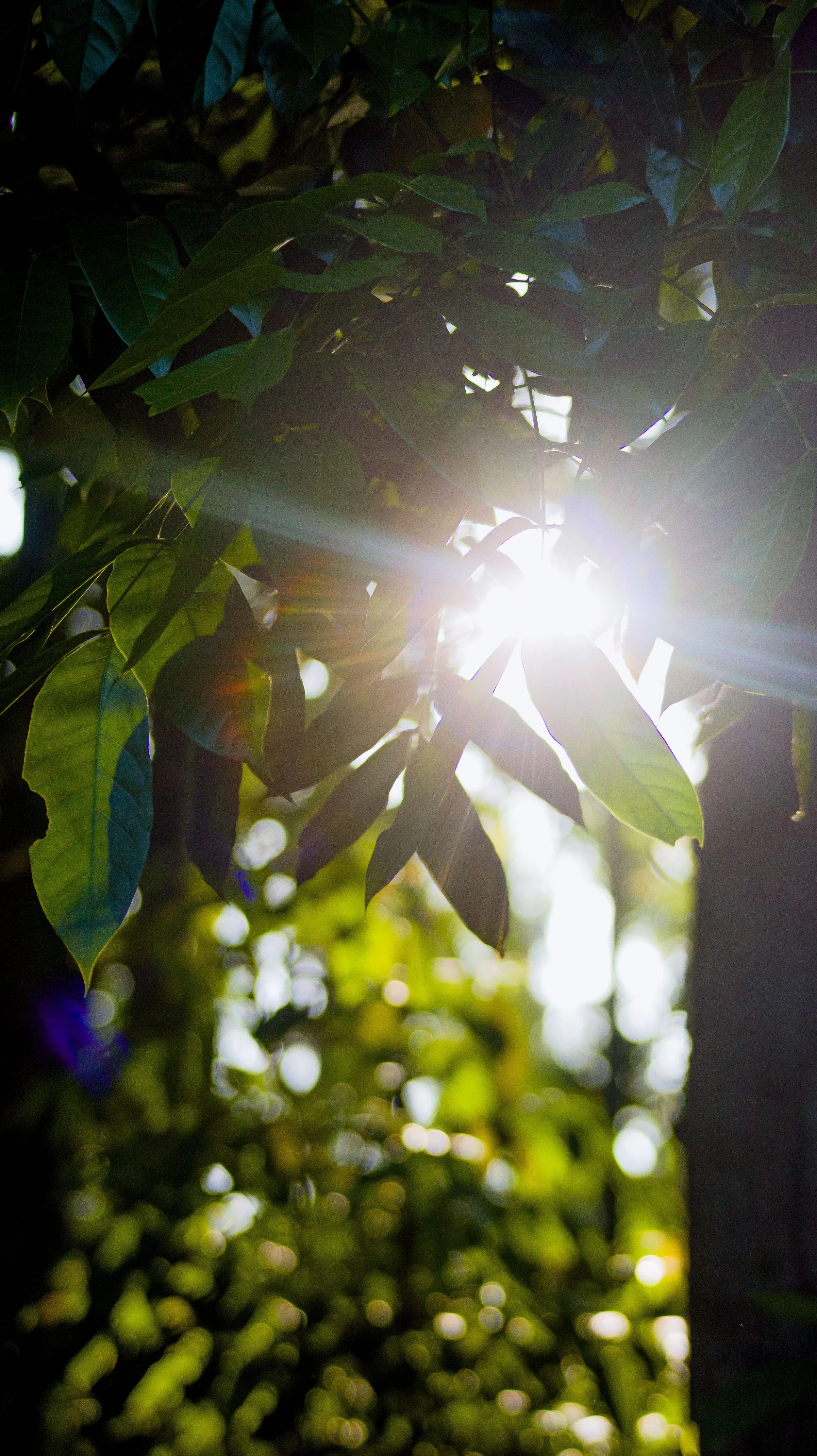 Sunlight shining through dark green leaves of a tree or plant.