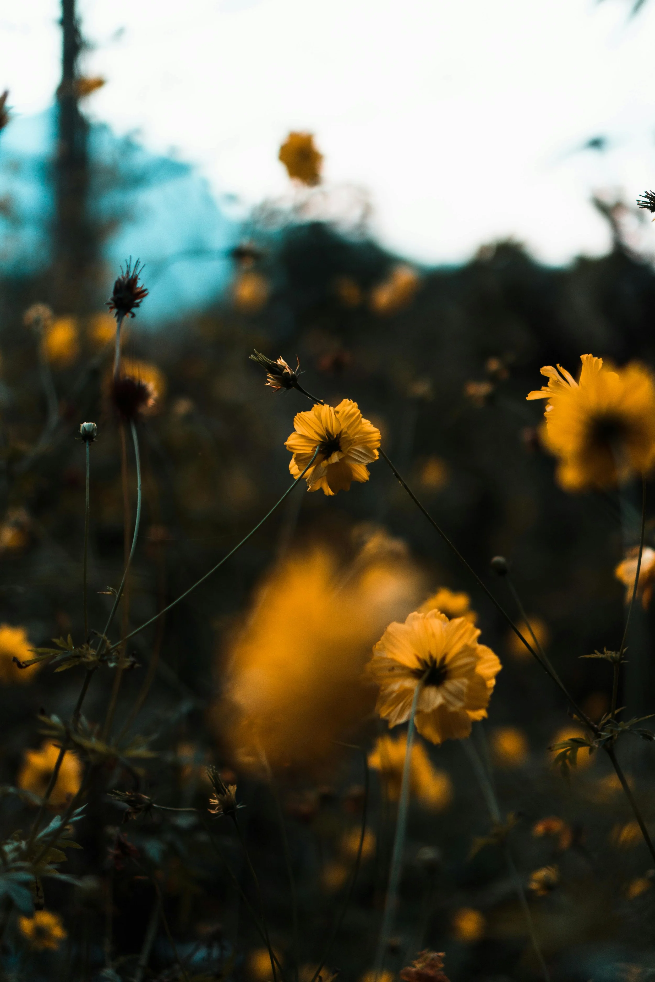 Blurred close-up of yellow flowers in a field with a bright sky in the background.