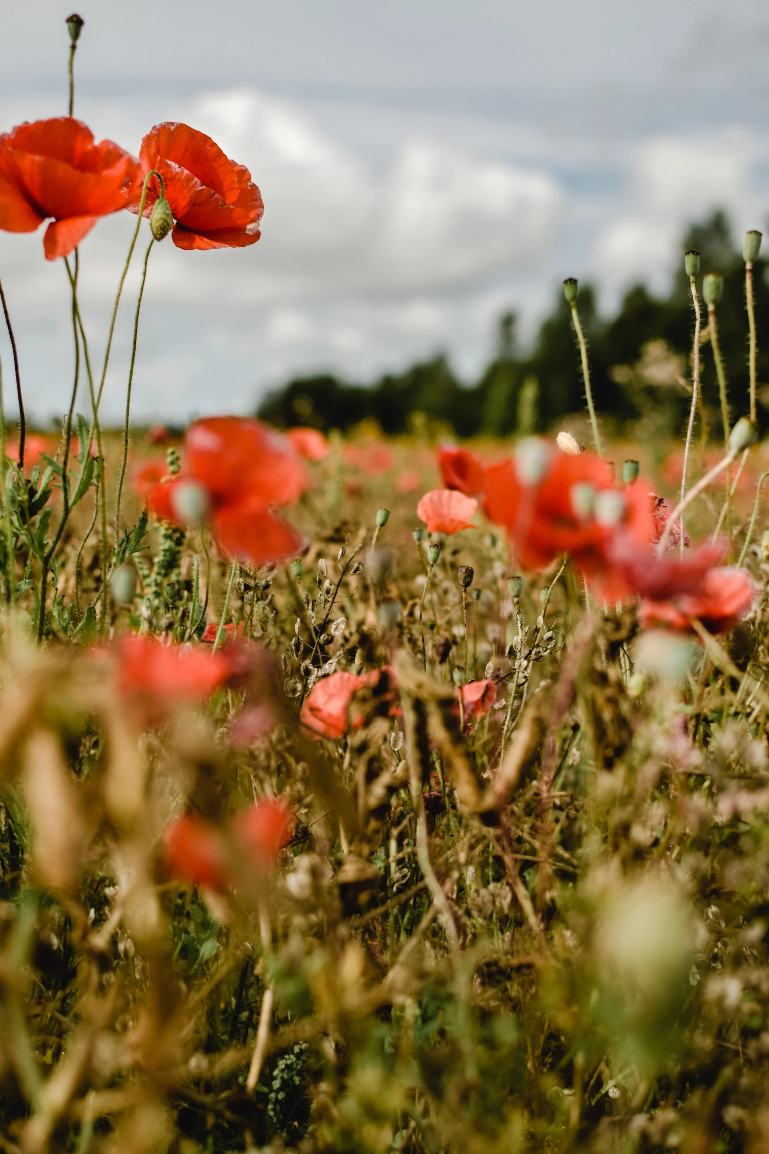 A field of red poppies, some blooming and others in seed form, under a cloudy sky.