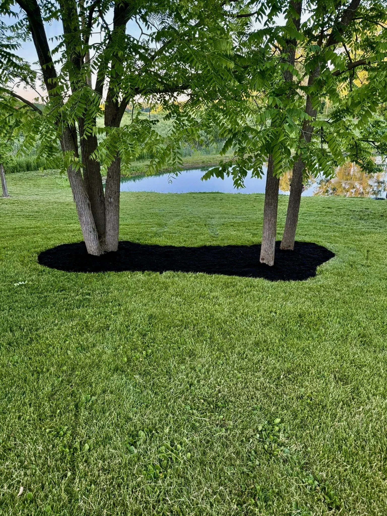 modern style tree rings with black mulch.