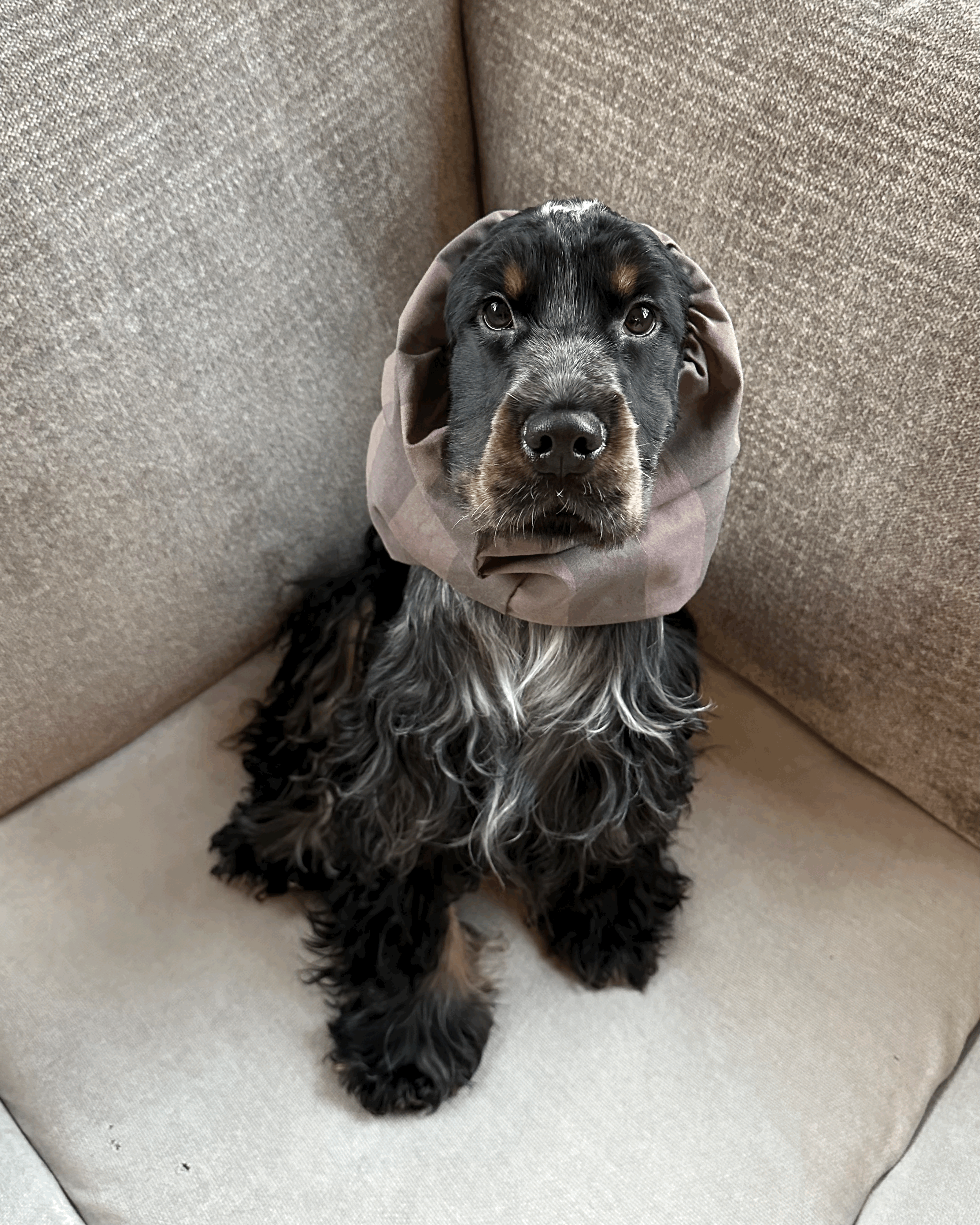 The Moosey Snood