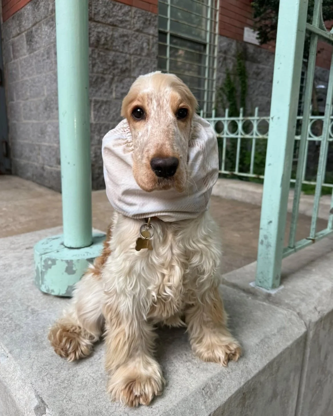 The Penny Snood