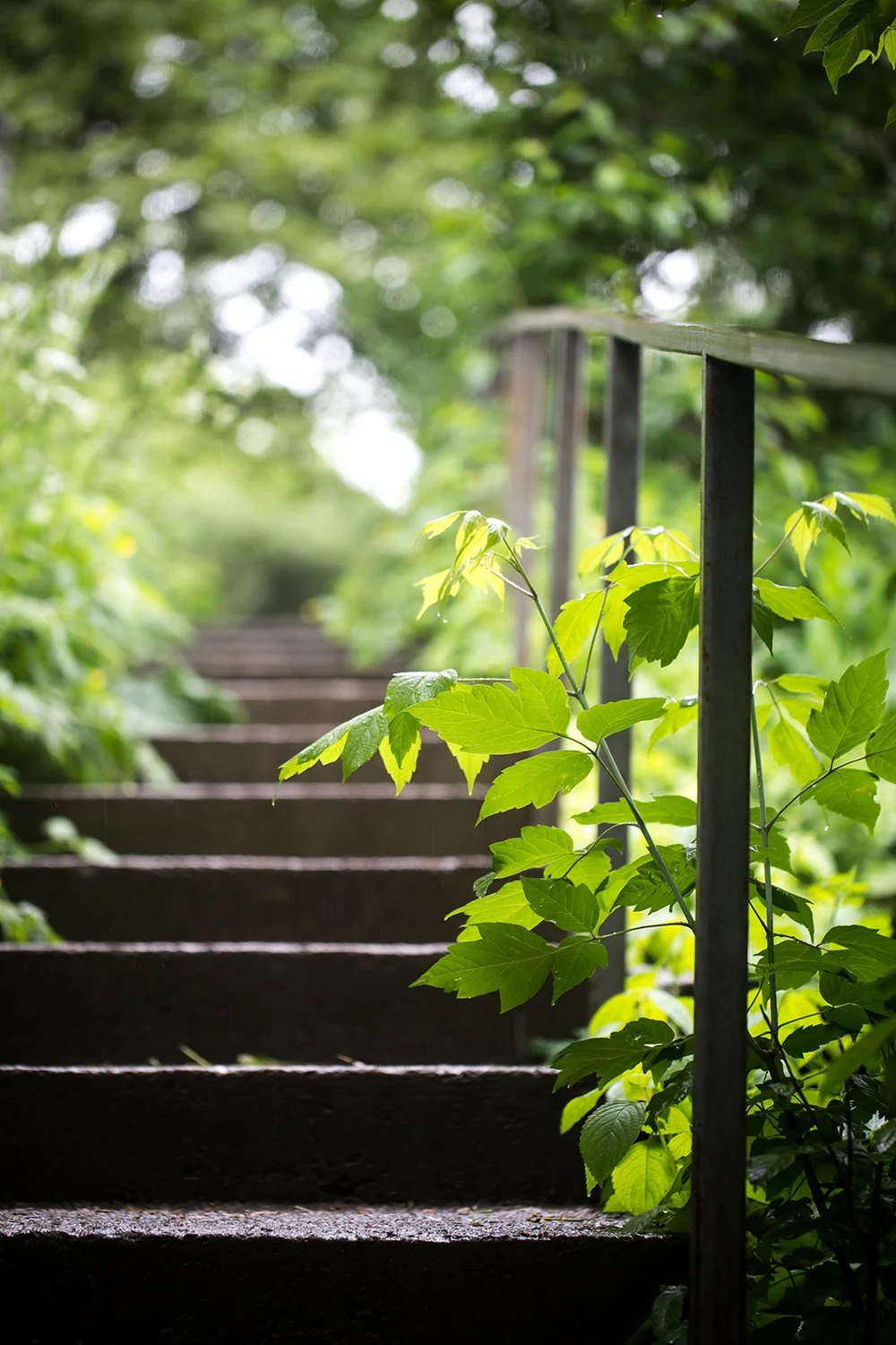 Outdoor wooden stairs overgrown with green vines and leaves, surrounded by lush foliage and dappled sunlight, representing the journey of growth, healing and self development with professional life coach Kim Cates in Paducah, Kentucky