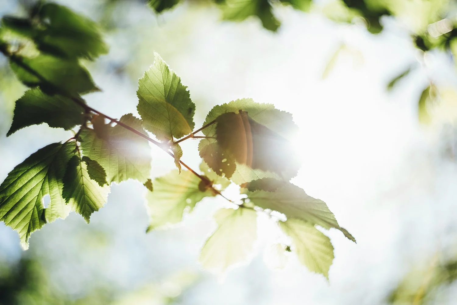 Sunlight shining through green leaves on a tree branch.