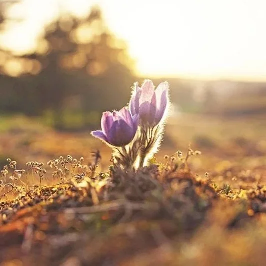 Close-up of purple flower buds emerging from the soil at sunset, representing self growth, healing and development with Kim Cates coaching.