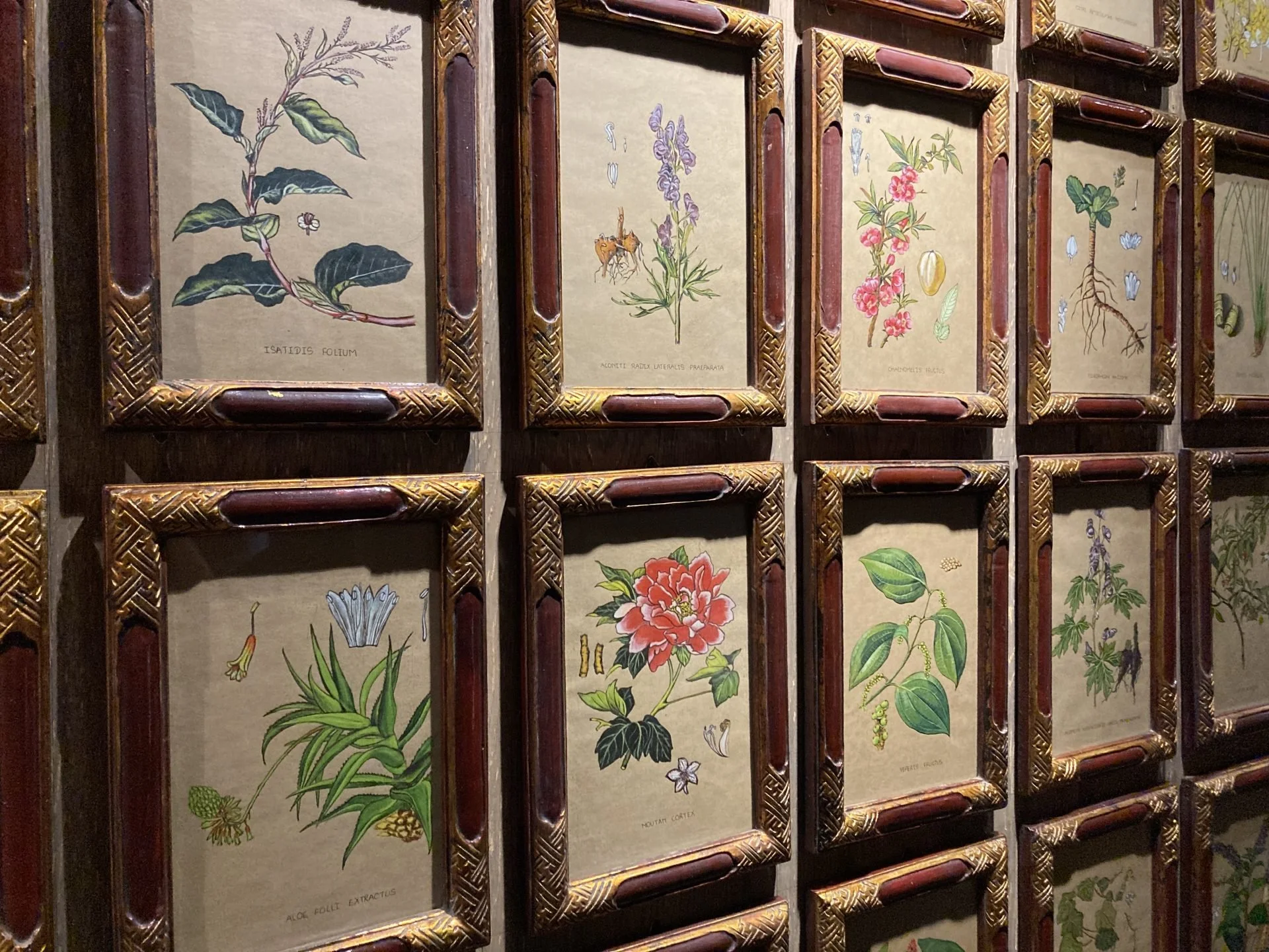 Illustrations of herbs, stalks, and blossoms used for medicines