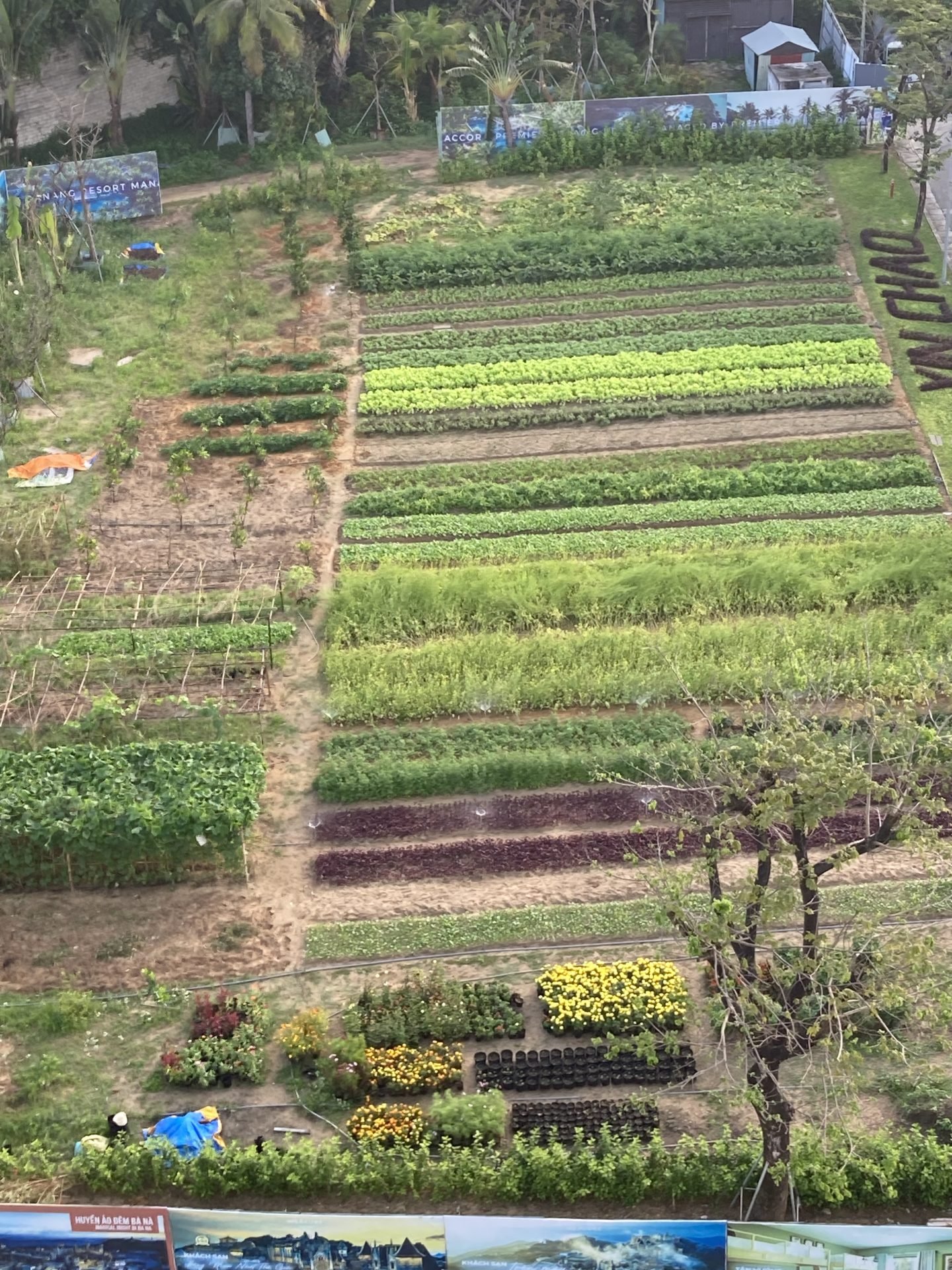 Garden plot of vegetables and herbs
