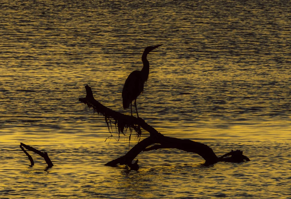 Heron at Sunset