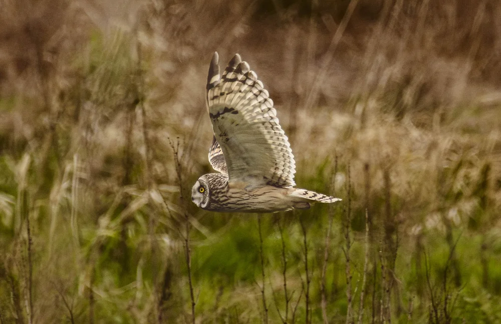The Owl Is Not What It Seems