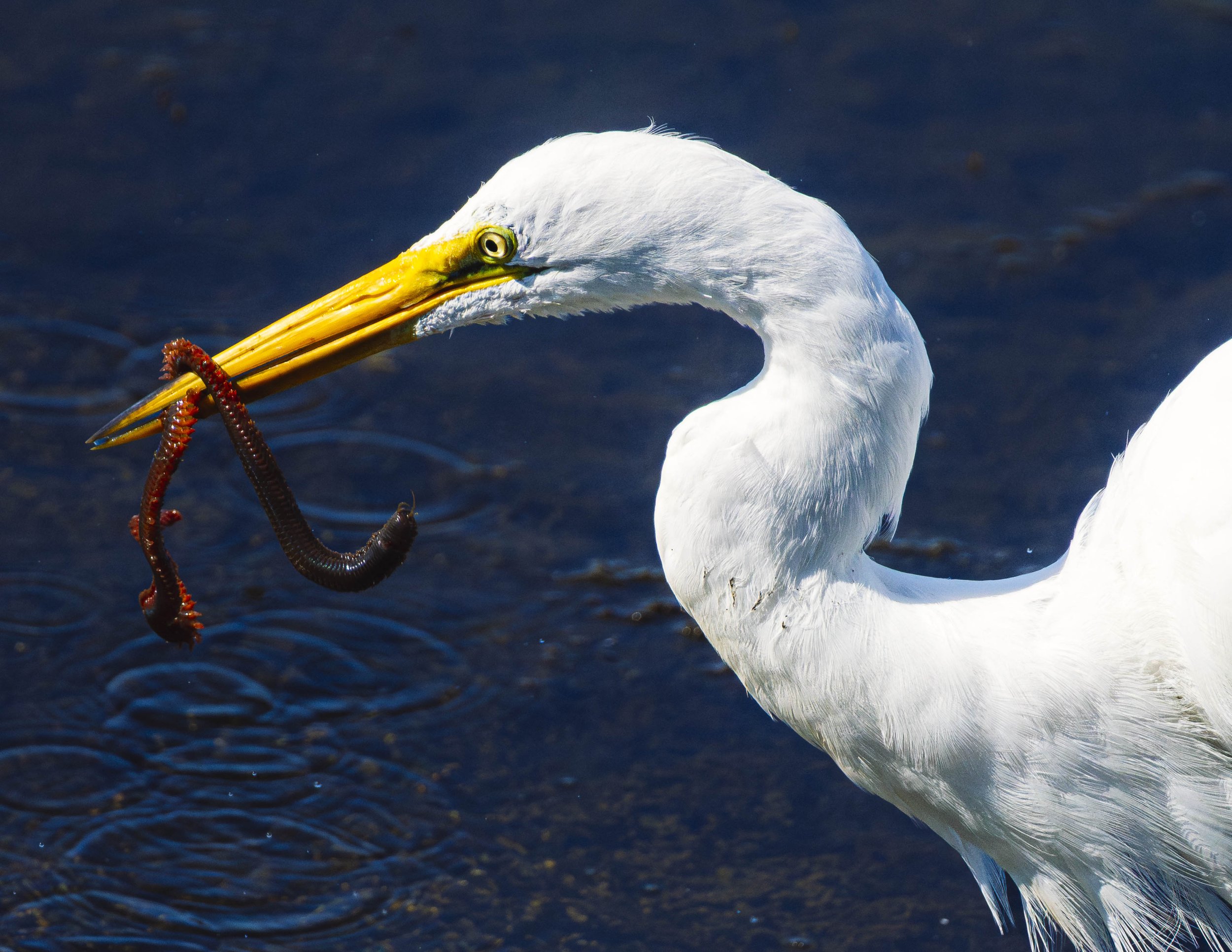 W_ZL - Egret Eating Bug 2021 copy.jpg