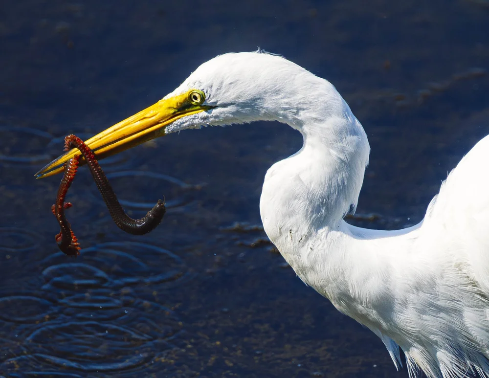 Egret Gets a Meal