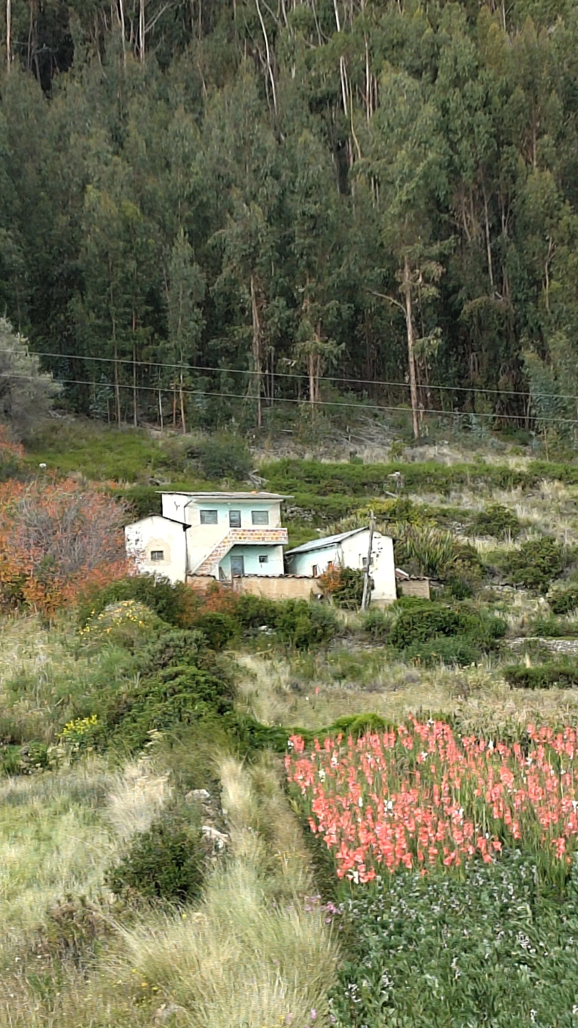 Ein Haus in einer ländlichen Gegend mit viel Grün, Bäumen und Pflanzen, im Vordergrund blühende Blumen.