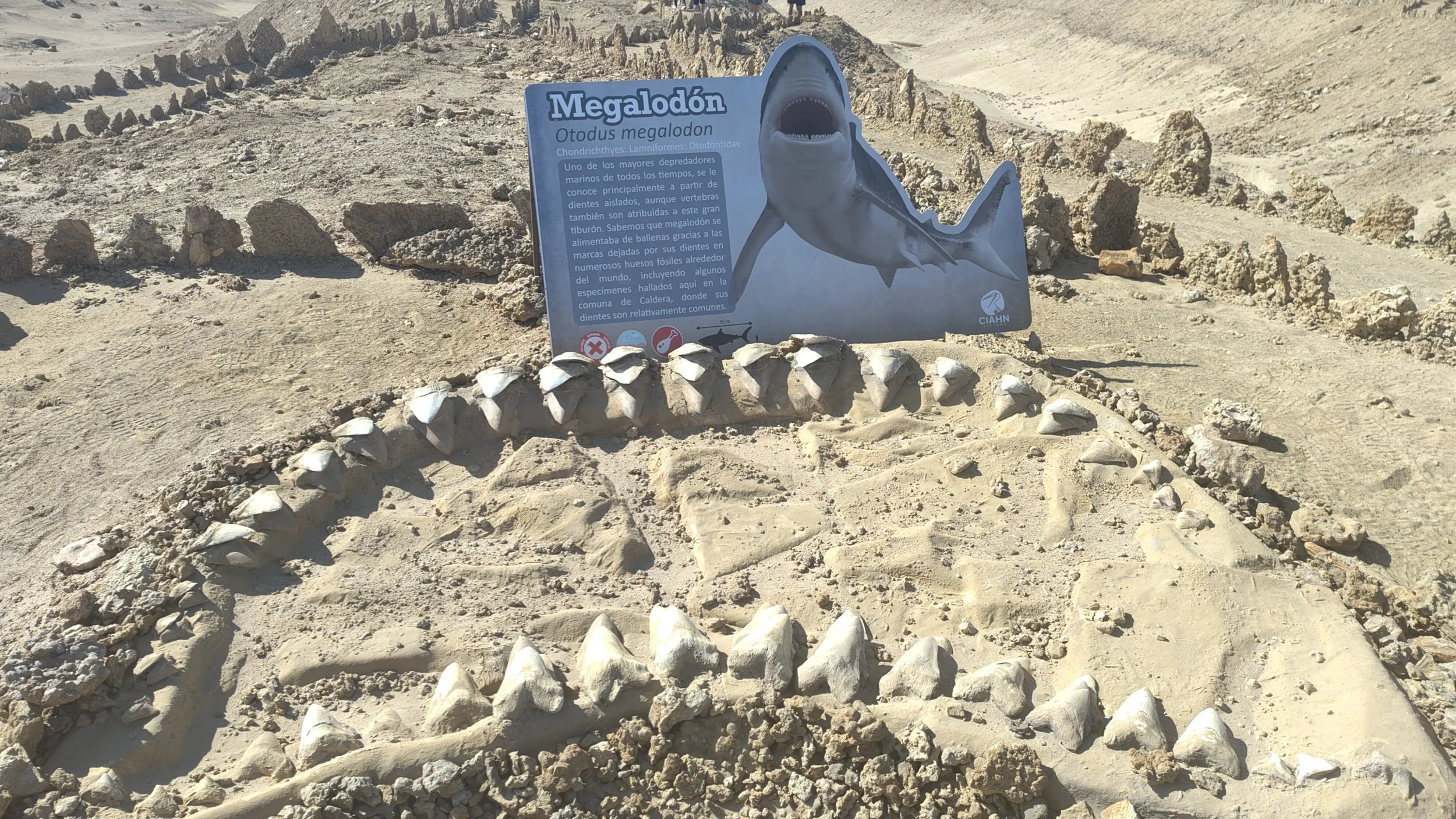 Ein Schild mit Informationen über den Megalodon, inklusive einer Abbildung des prähistorischen Haies, befindet sich in einer Wüstenlandschaft. Es sind Sand und Muschelschalen zu sehen, die einen Nachbau eines Dinosaurierskeletts umgeben.