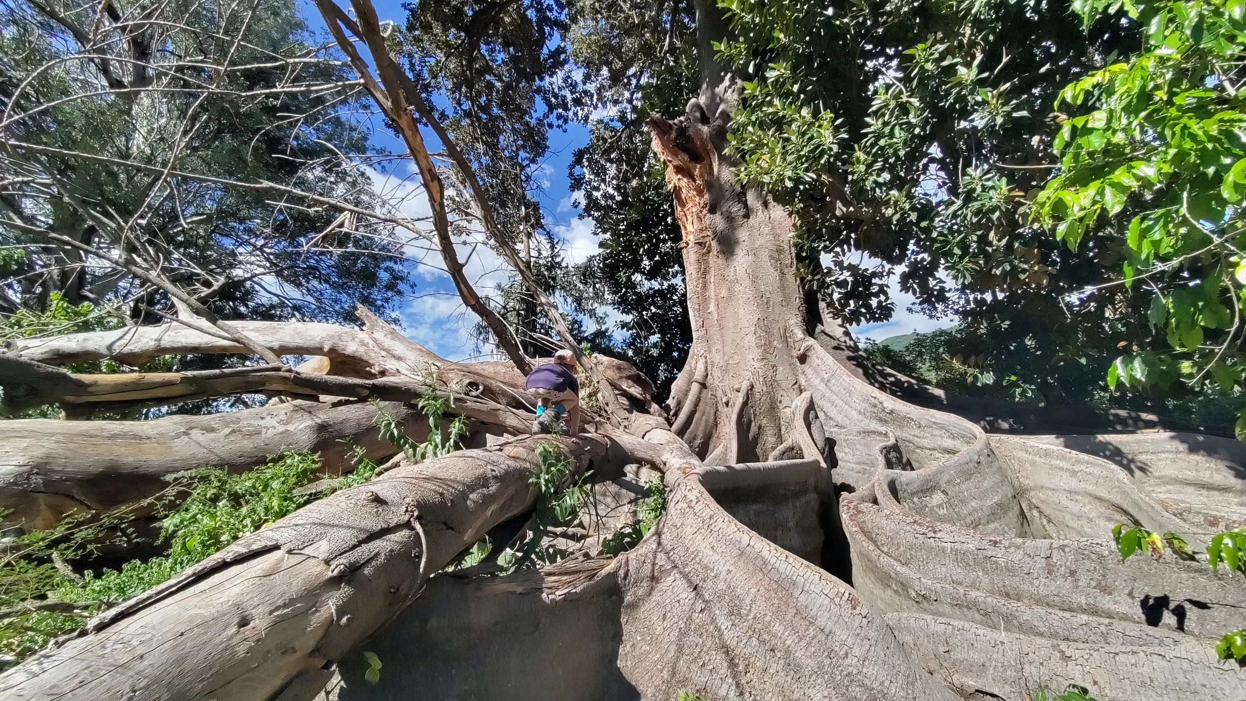 Ein Kind klettert auf einem umgestürzten Baum in einem Park mit großen Bäumen und blauer Himmel im Hintergrund.