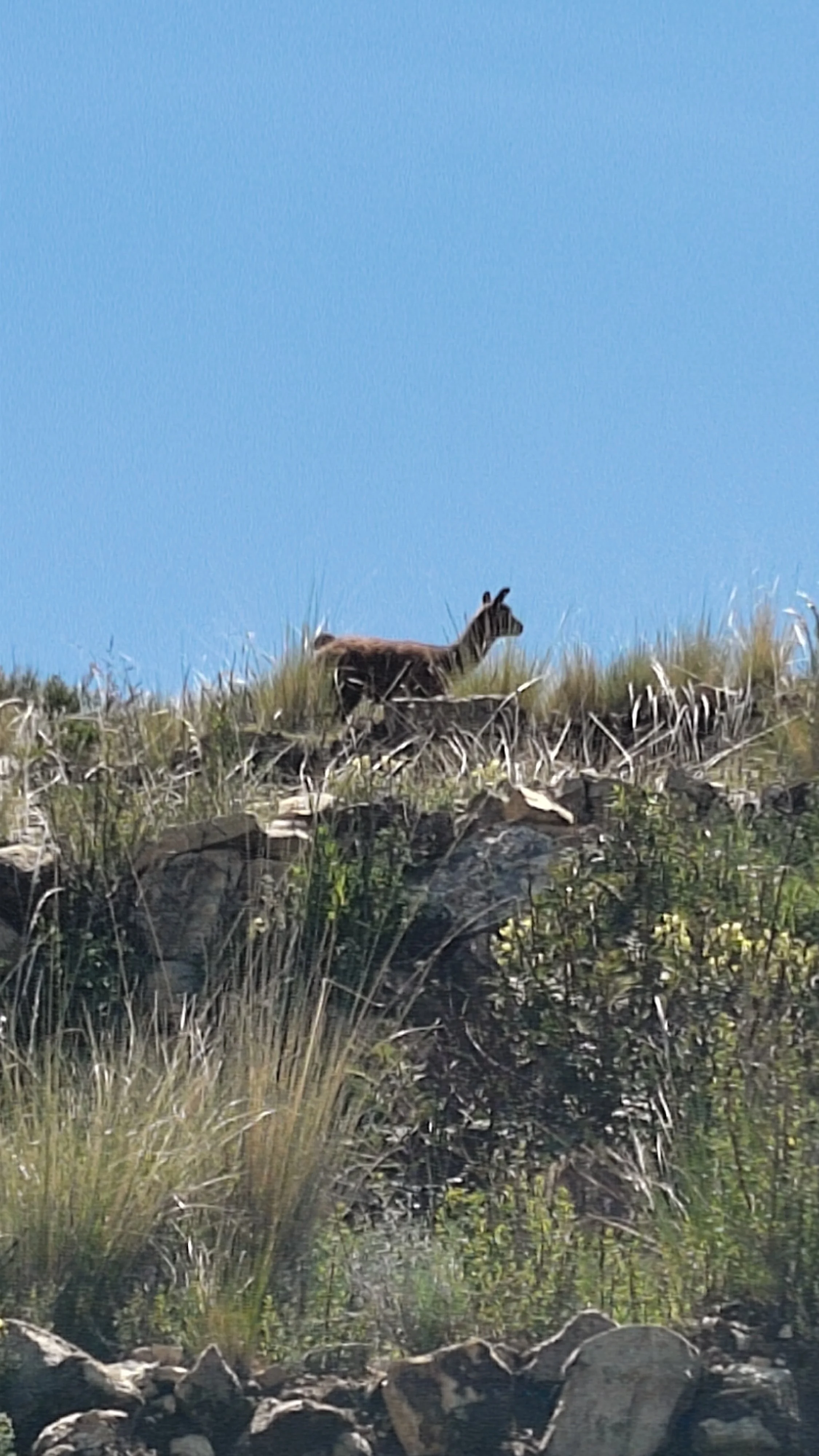 Ein Zebra steht auf einem Hügel mit Gras und Steinen, im Hintergrund ist blauer Himmel.