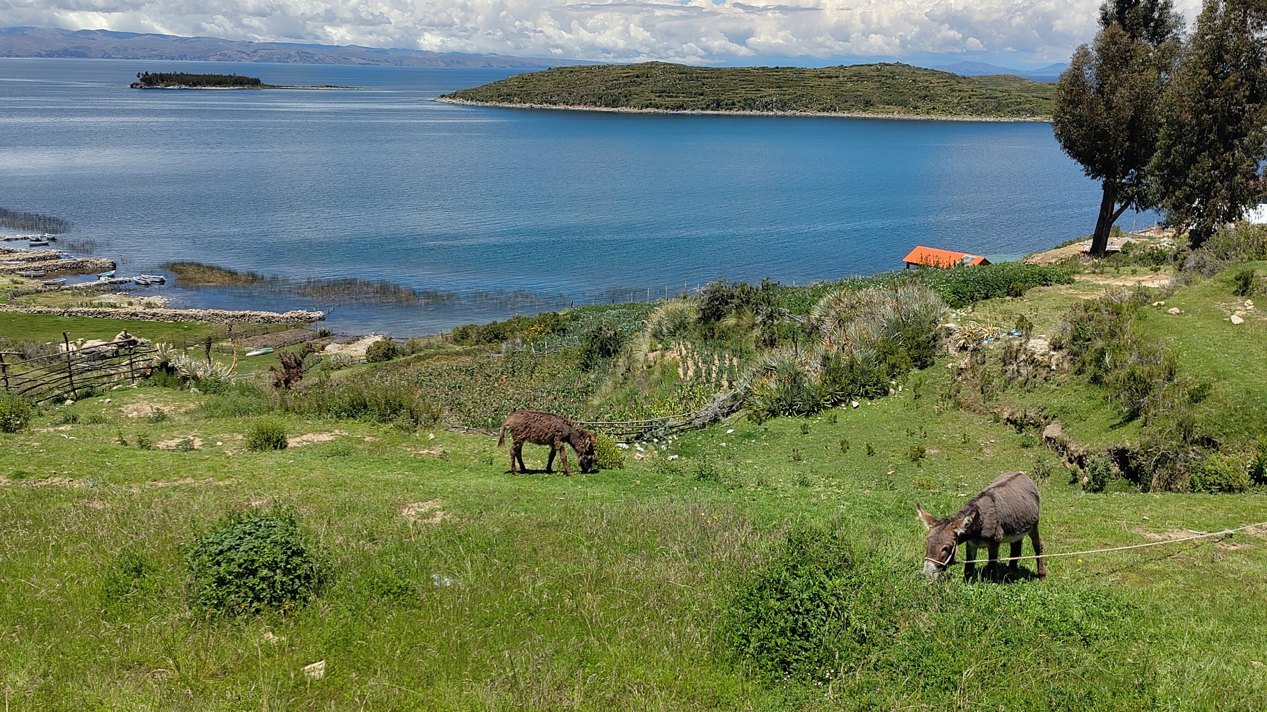 Blick auf einen See mit einem kleinen Insel in der Ferne, umgeben von Hügeln, im Vordergrund grüne Wiesen mit zwei Eseln, ein Baum und ein kleines rotes Dachhaus.