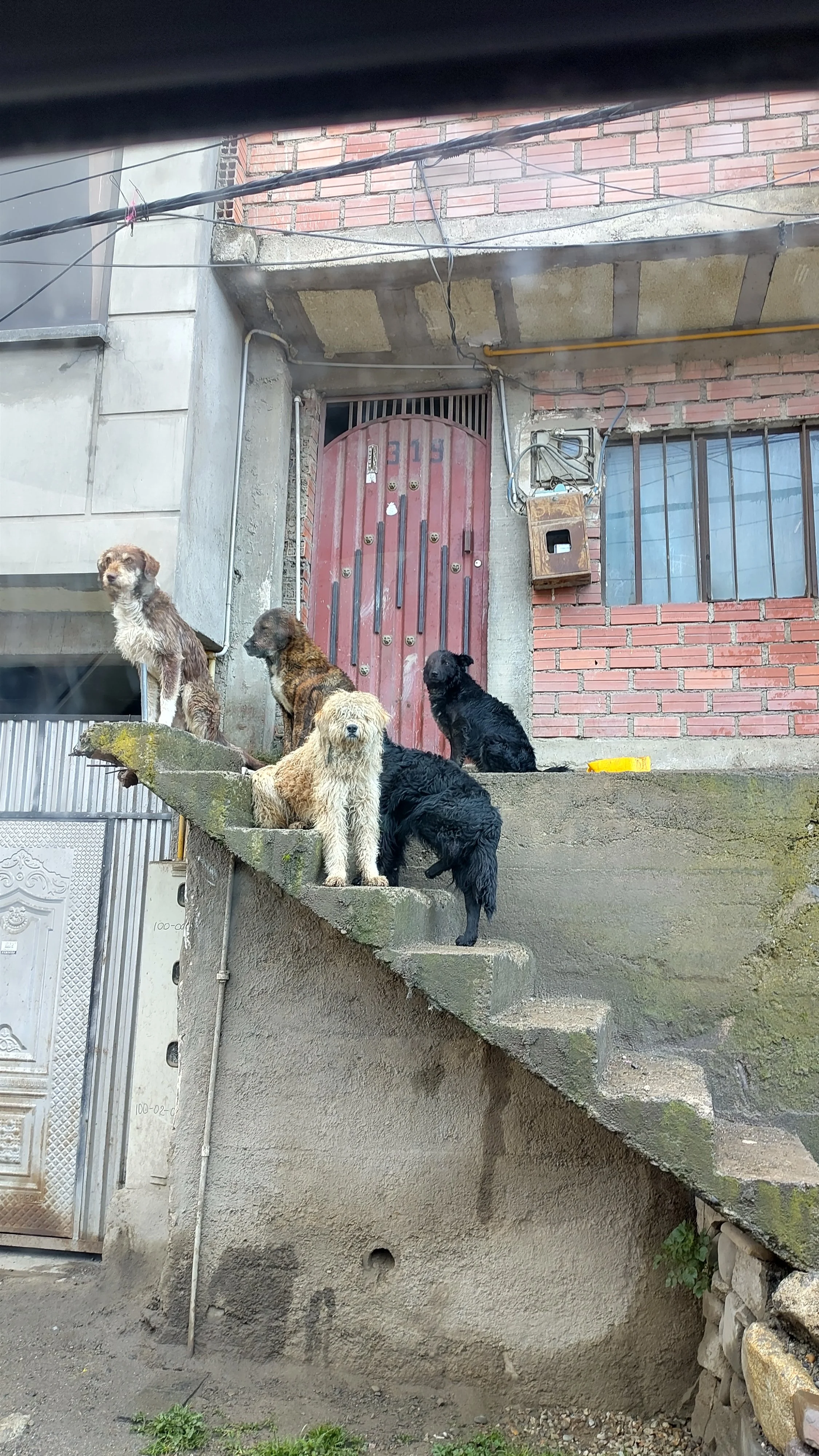 Mehrere Hunde auf einer Treppe vor einem Haus mit roter Tür und Ziegelmauer.
