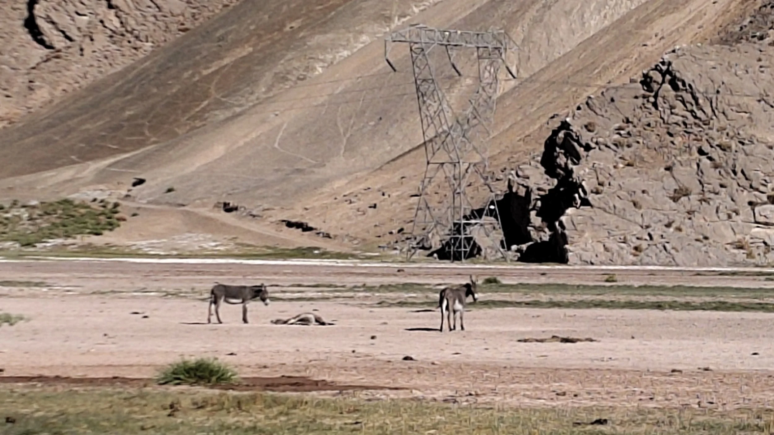 Landschaft mit Bergen, Strommasten, einige Tiere auf sandigem Boden, wenige Pflanzen.