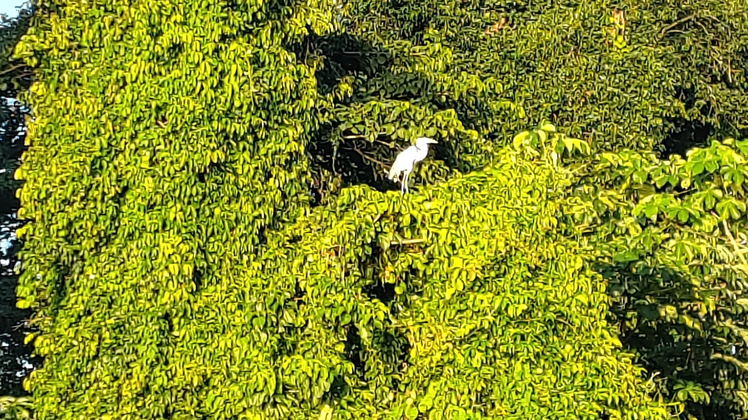 Ein kleiner weißer Vogel sitzt auf einem grünen Busch.