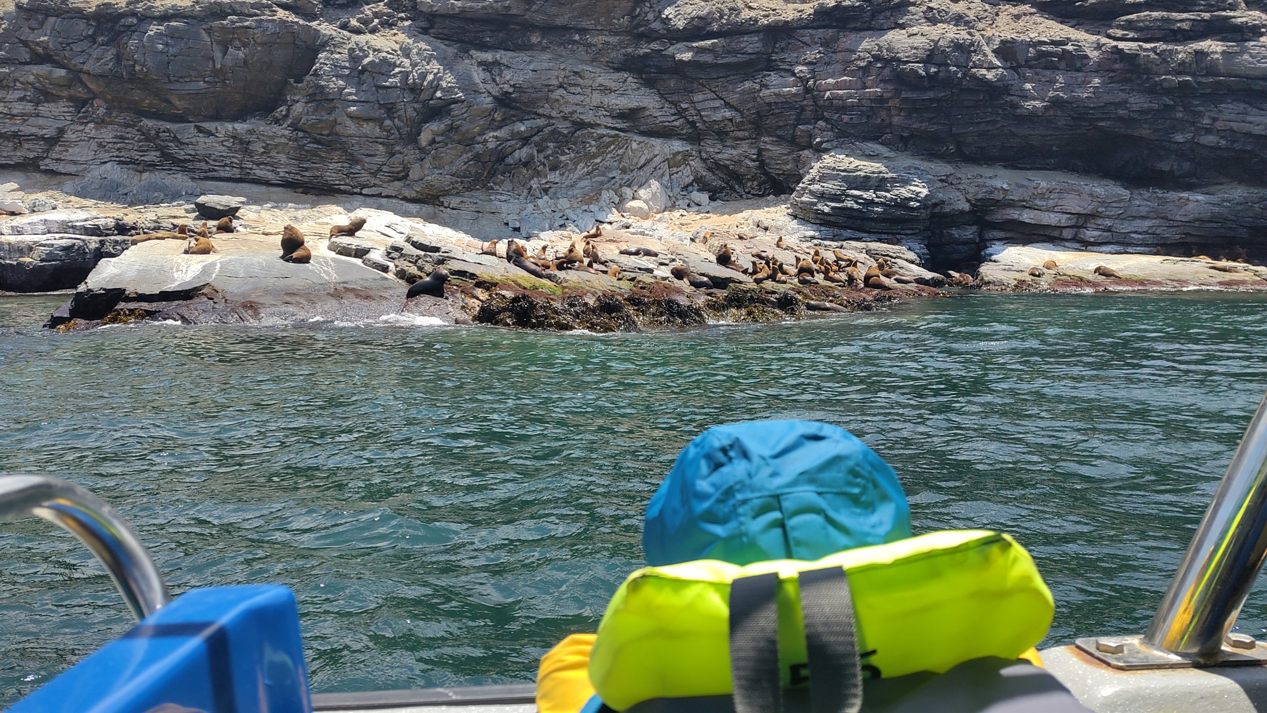 See an ocean with a group of sea lions resting on rocks near the water, surrounded by rocky cliffs.