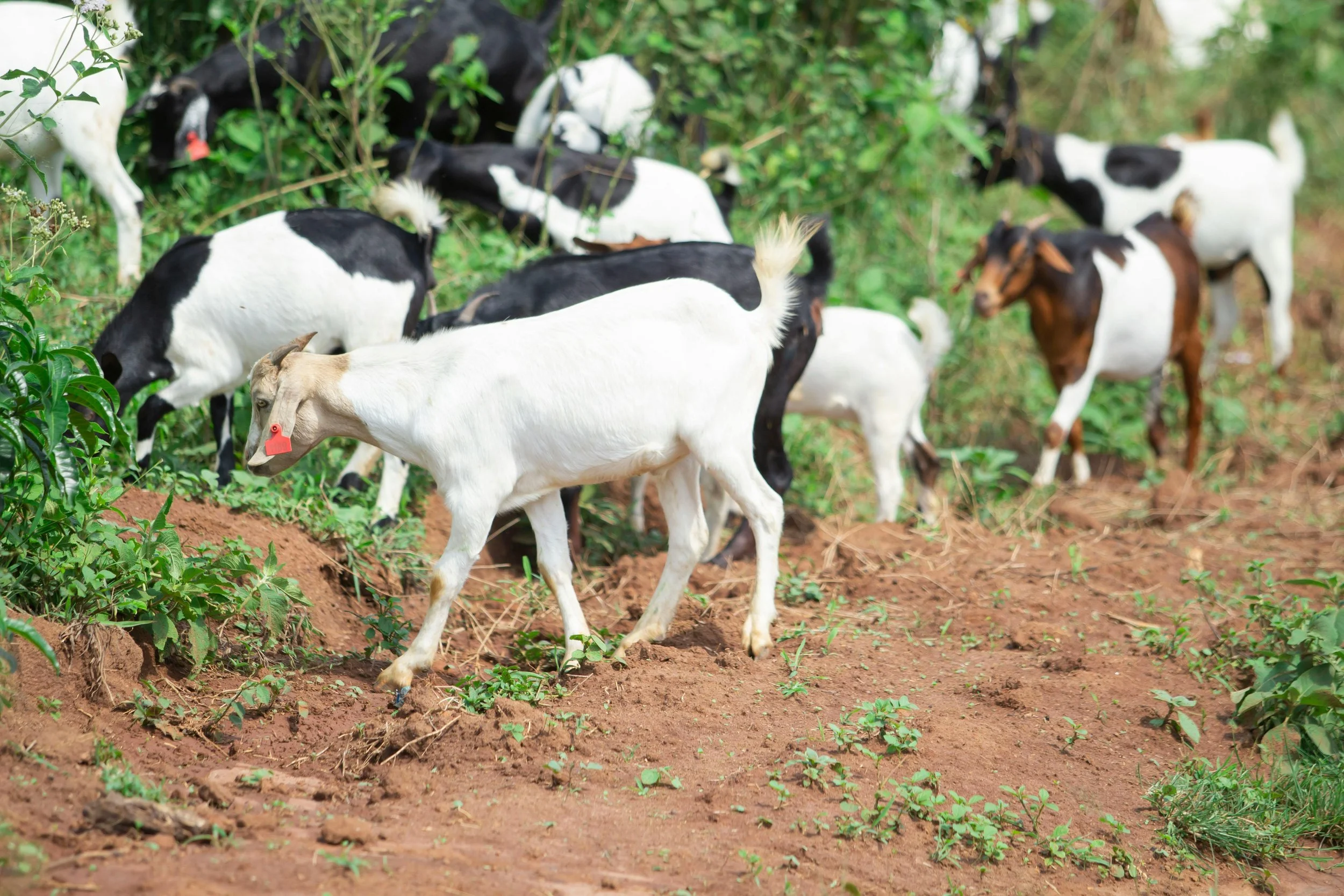 Herd of goats naturally clearing overgrown brush and invasive vegetation on a steep hillside near Memphis using eco-friendly targeted grazing.