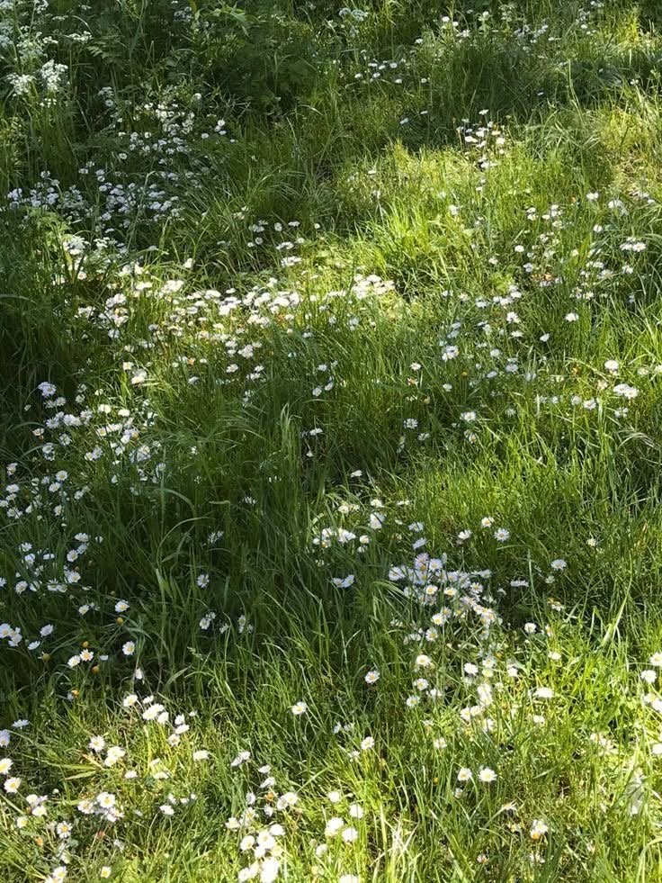 A field of green grass with small white flowers scattered throughout.
