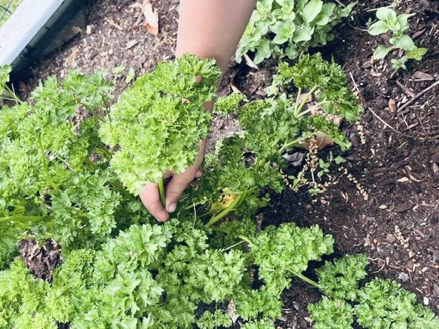 Person harvesting curly parsley in a garden bed.