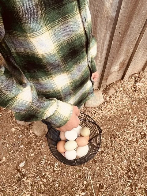Person in plaid shirt holding a basket of white and brown eggs outdoors on ground covered with wood chips.