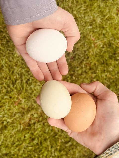 Two people holding eggs, one person holding a white egg and the other holding a white and a brown egg, outdoors on grass.