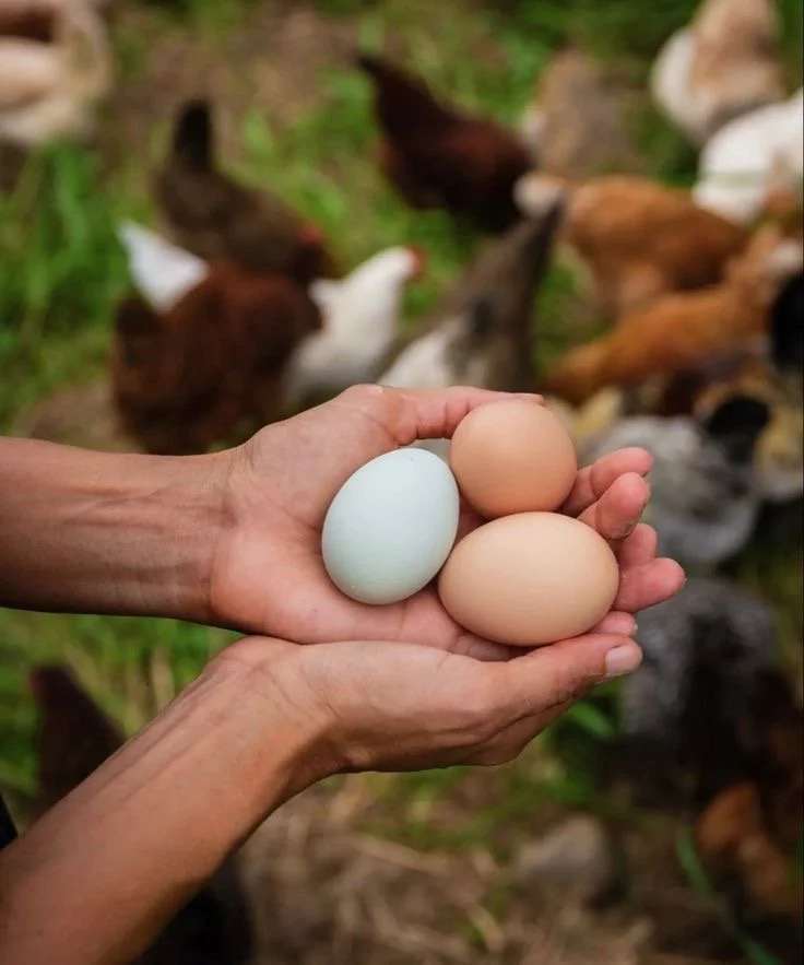 Hands holding three eggs, with chickens in the background.