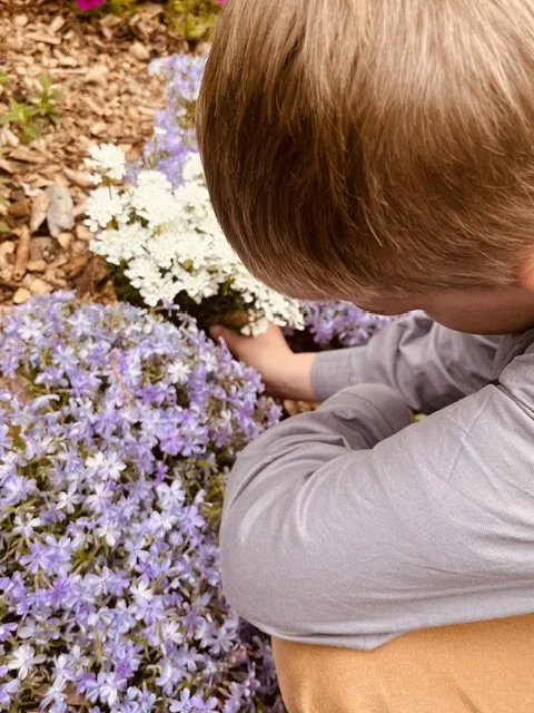A person, possibly a child, planting or tending to purple and white flowers in a garden bed.