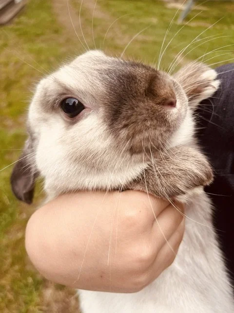 Close-up of a rabbit being held in a person's hand, outdoors on grass.