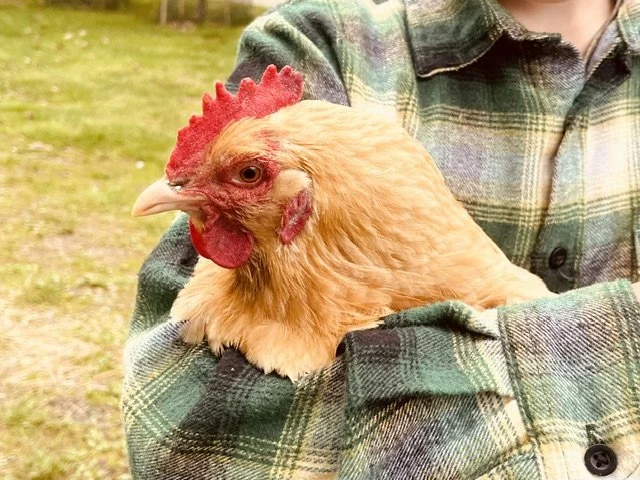 Person holding a large chicken outside on grass.