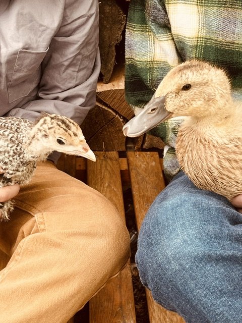 A person holding a baby duckling and another person holding an adult duck while sitting on wooden benches.