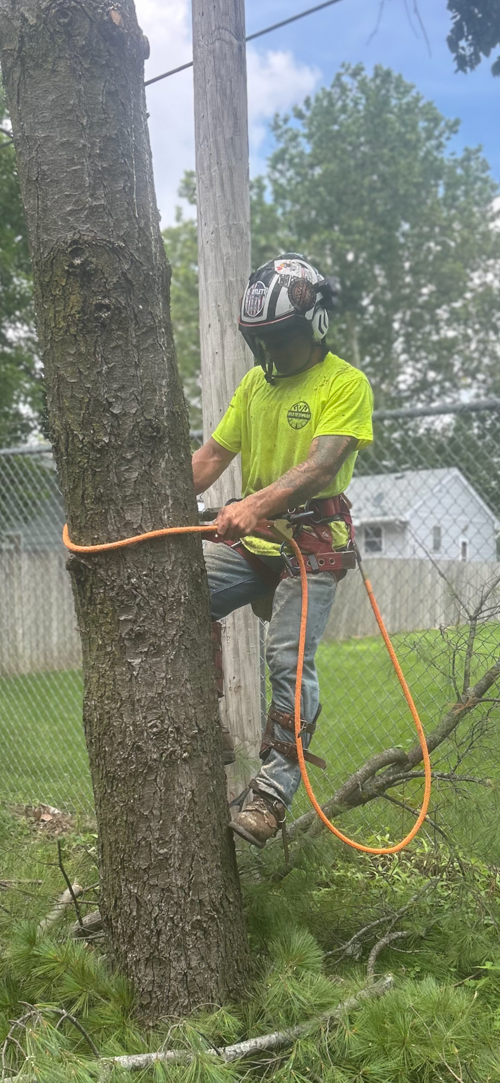 Climbing+tree.png