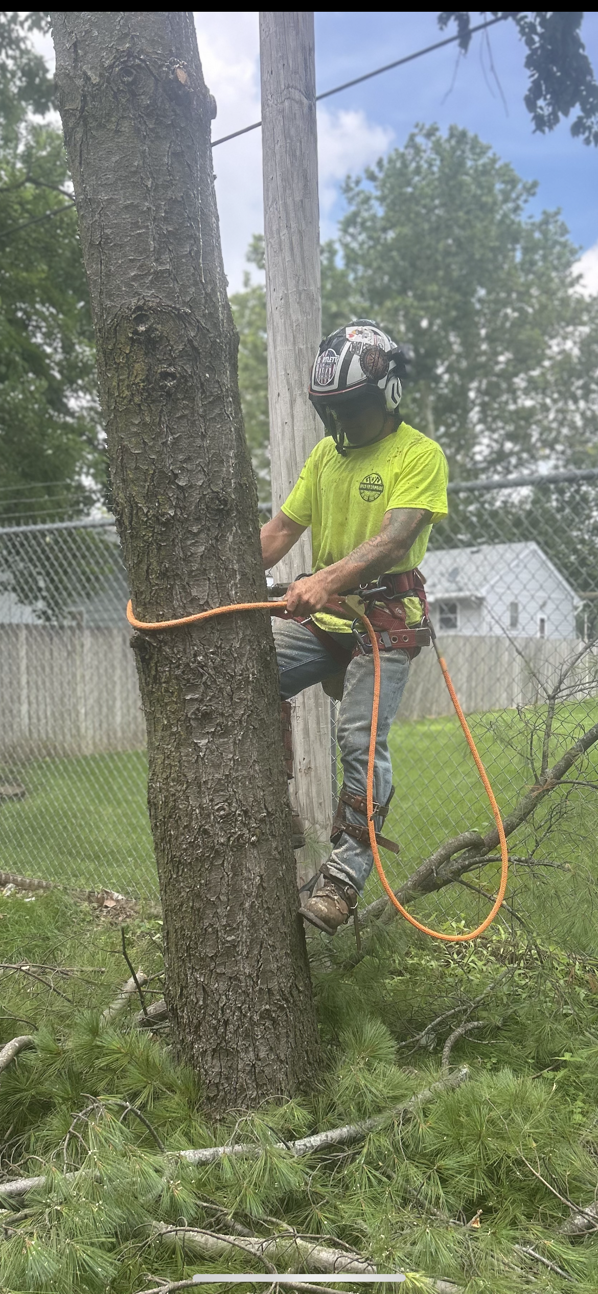 Tree Removal & Trimming